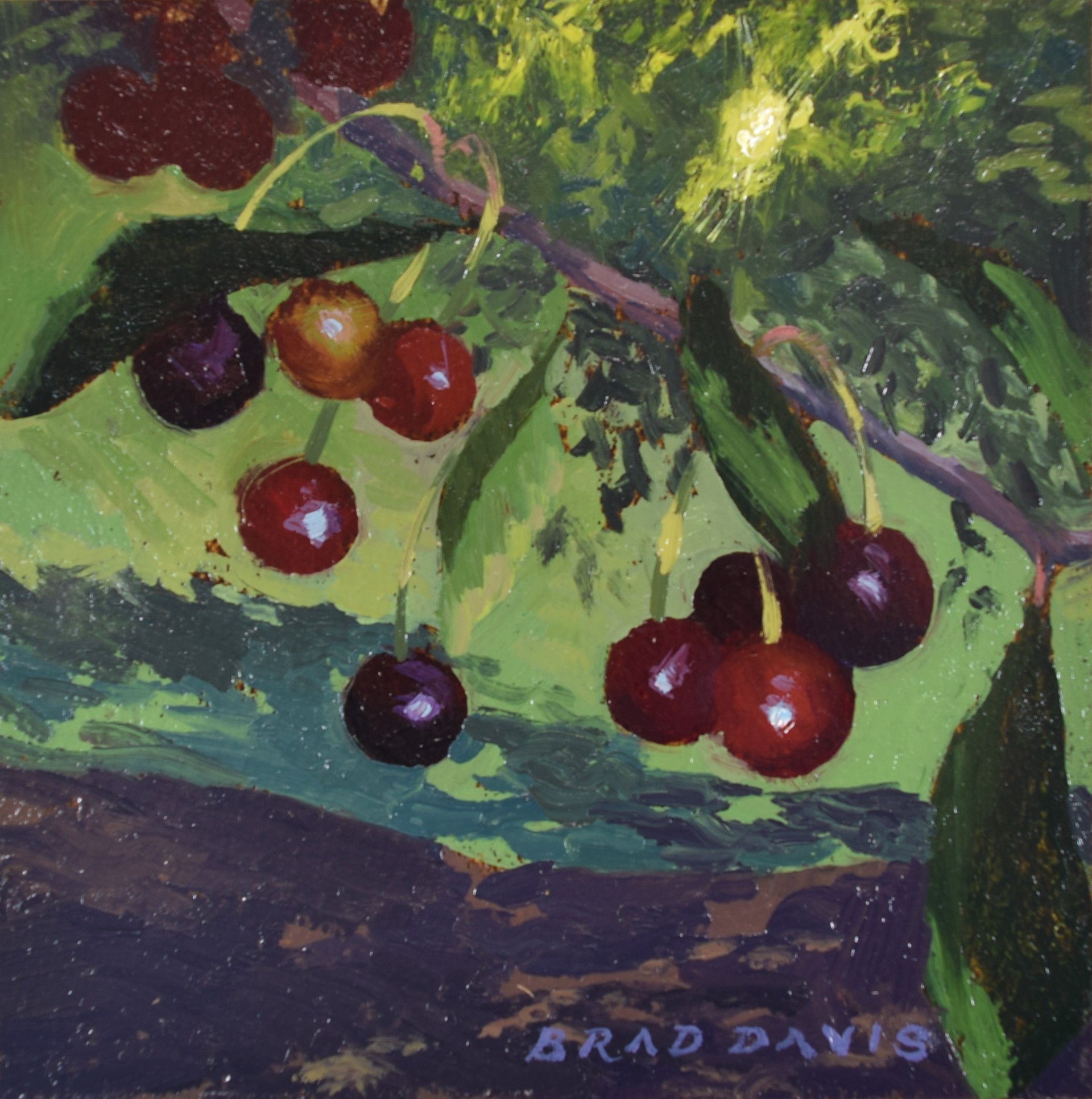Cherry Tree by Brad Davis