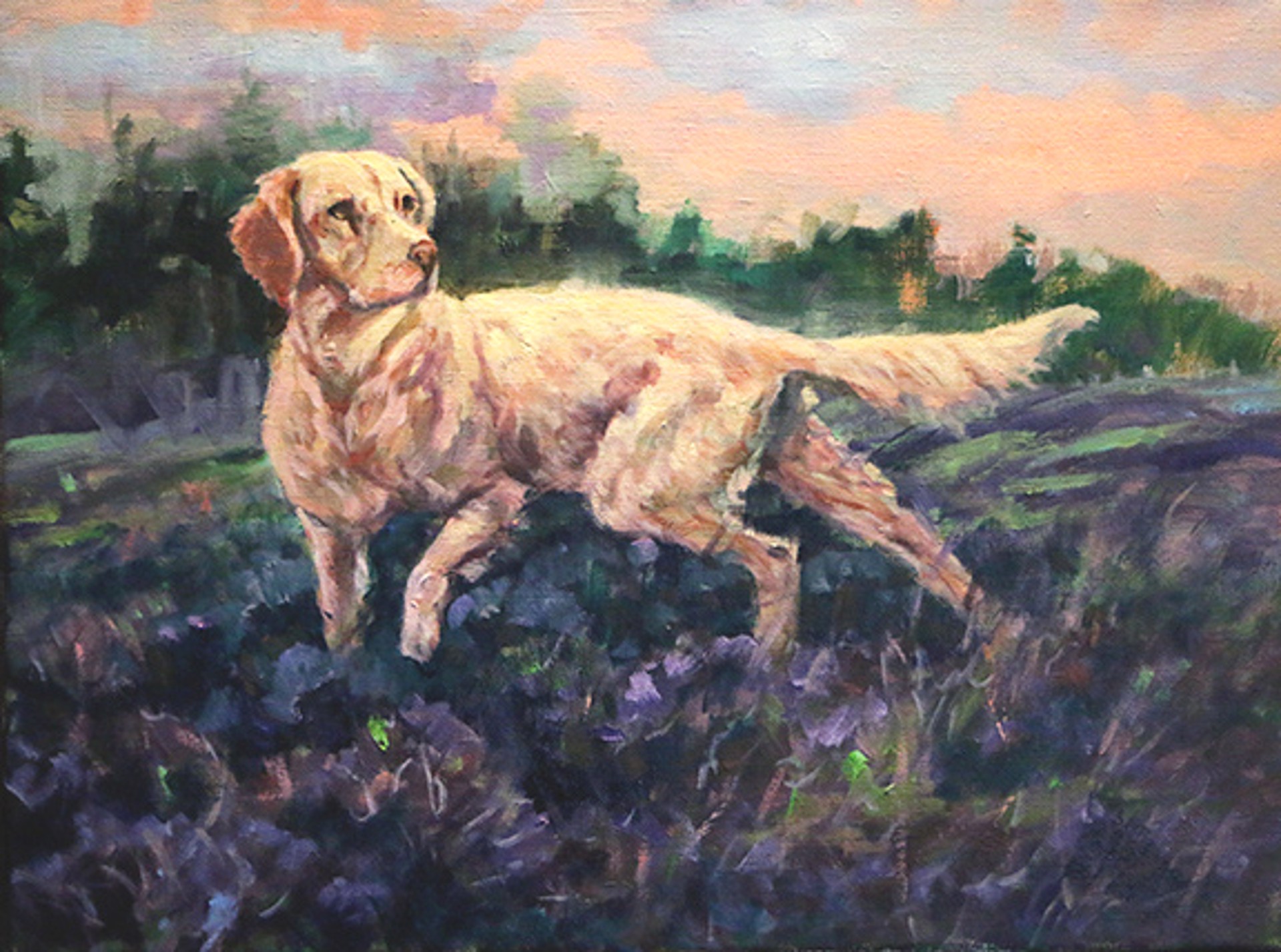 Setter In Heather by Peggy Watkins