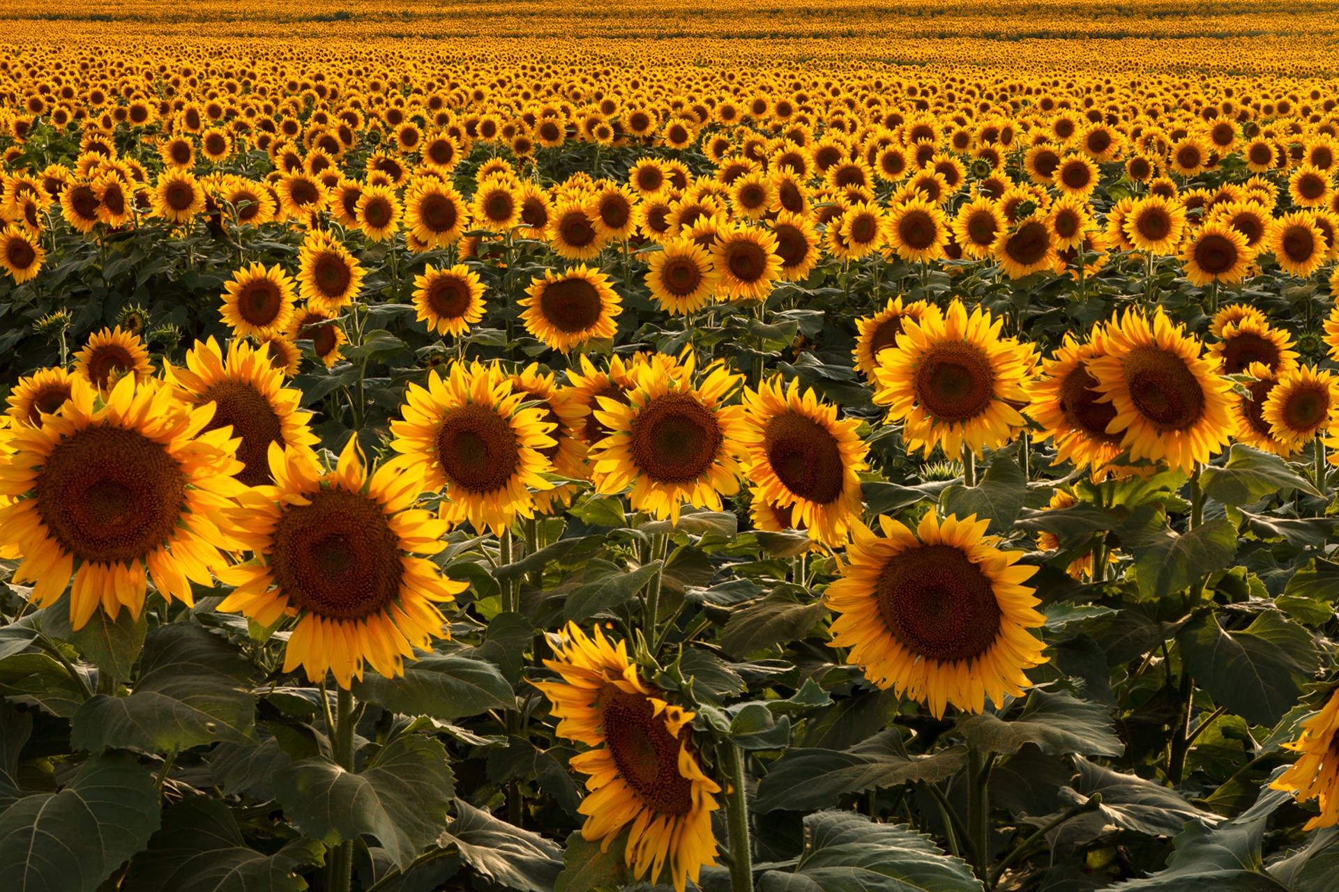 Just Sunflowers by Scott Bean