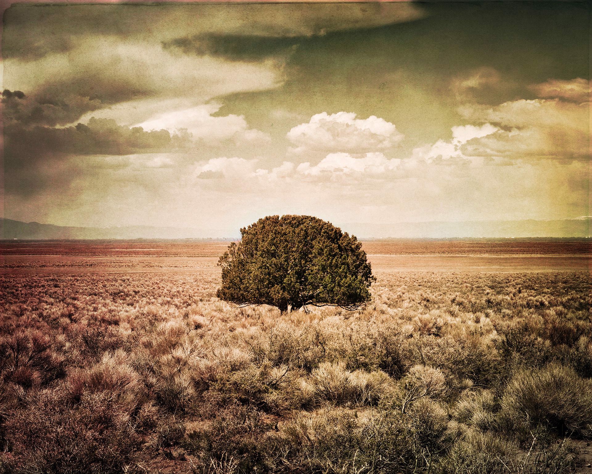 Lone Tree by Jim Sincock
