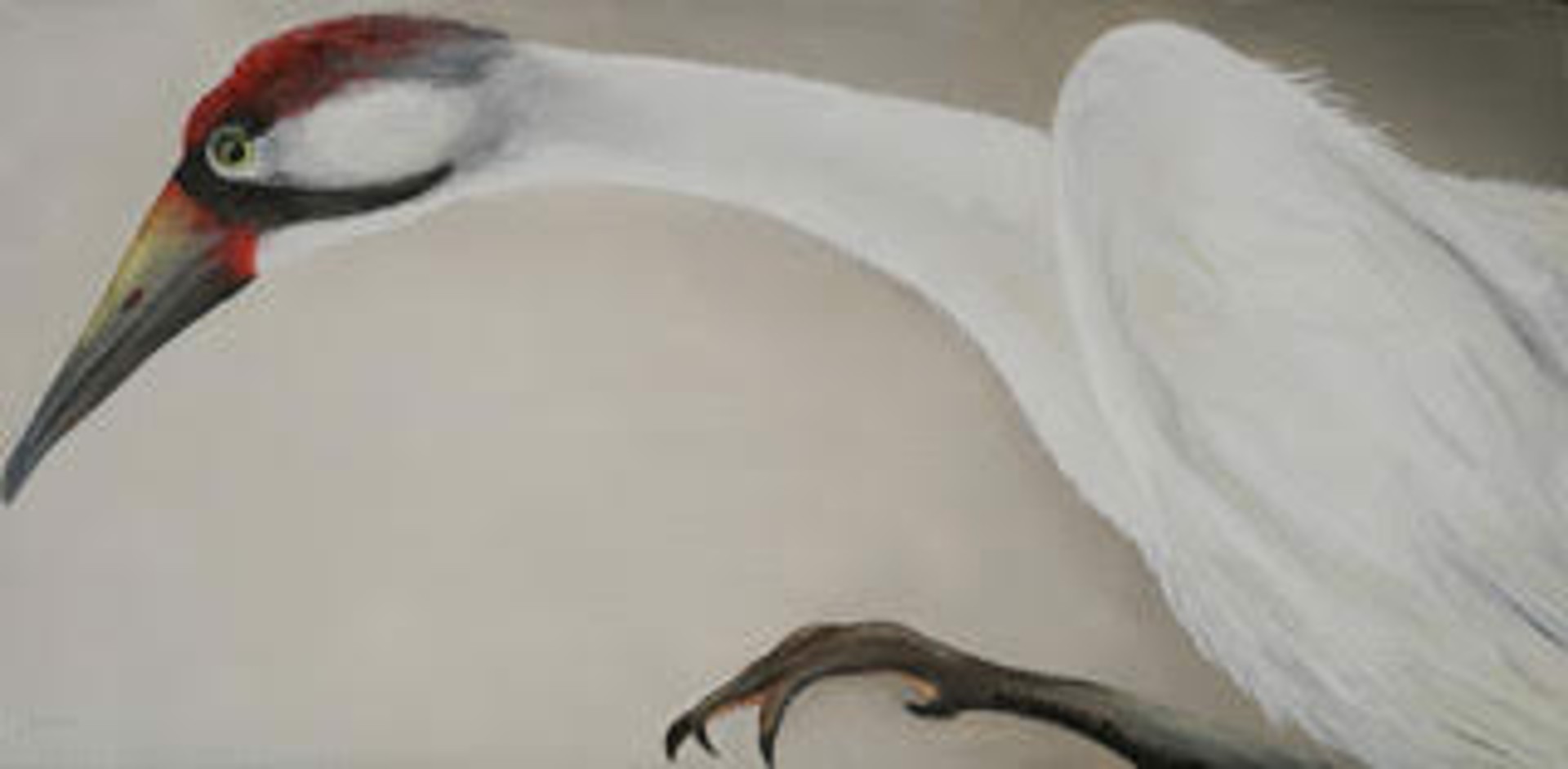 "Whooping Crane" Endangered, Canada, migrating to Texas Grus americana by Adrienne Sherman