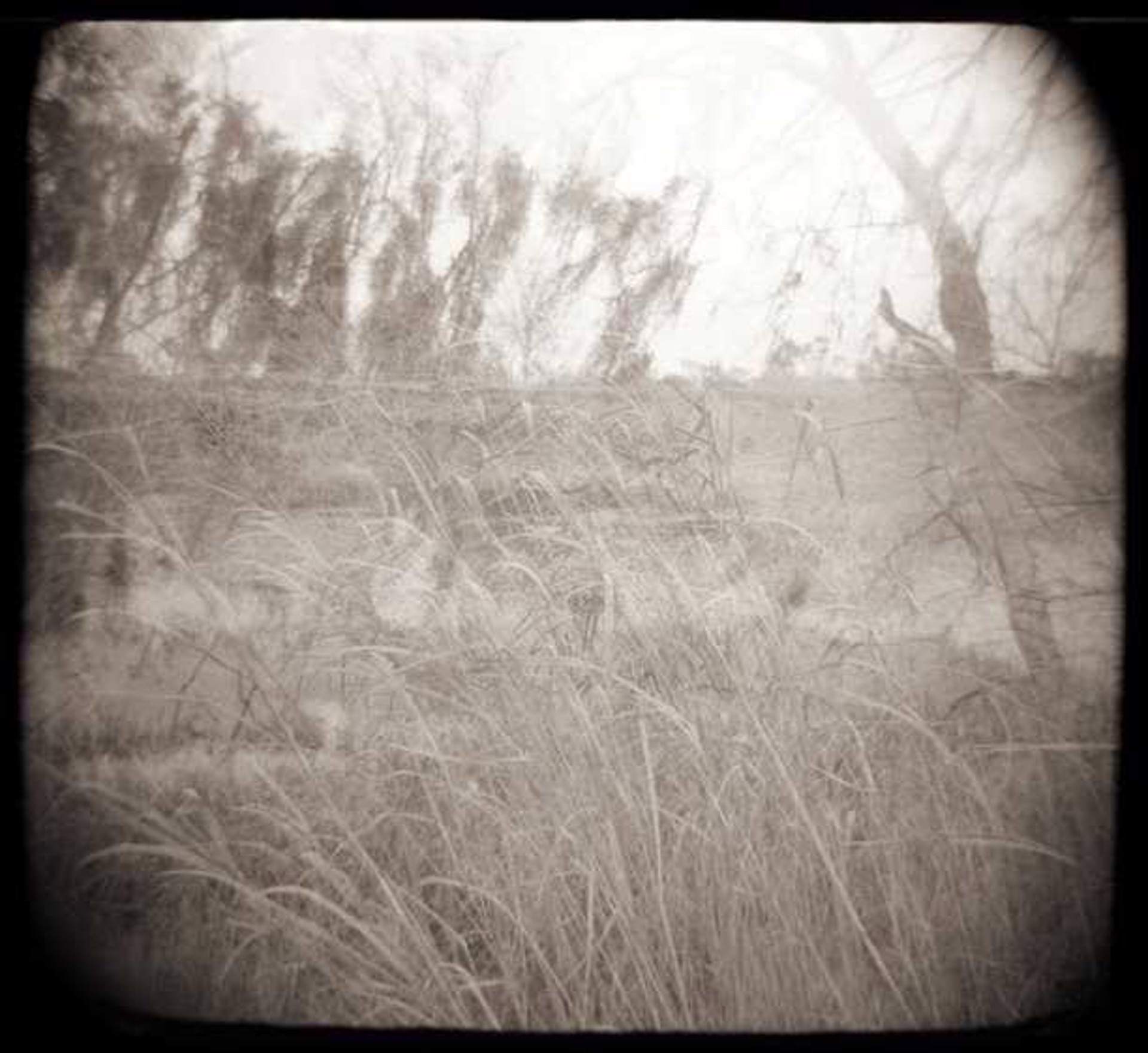 Swamp & Grasses, Bayou Sauvage by Leslie Addison