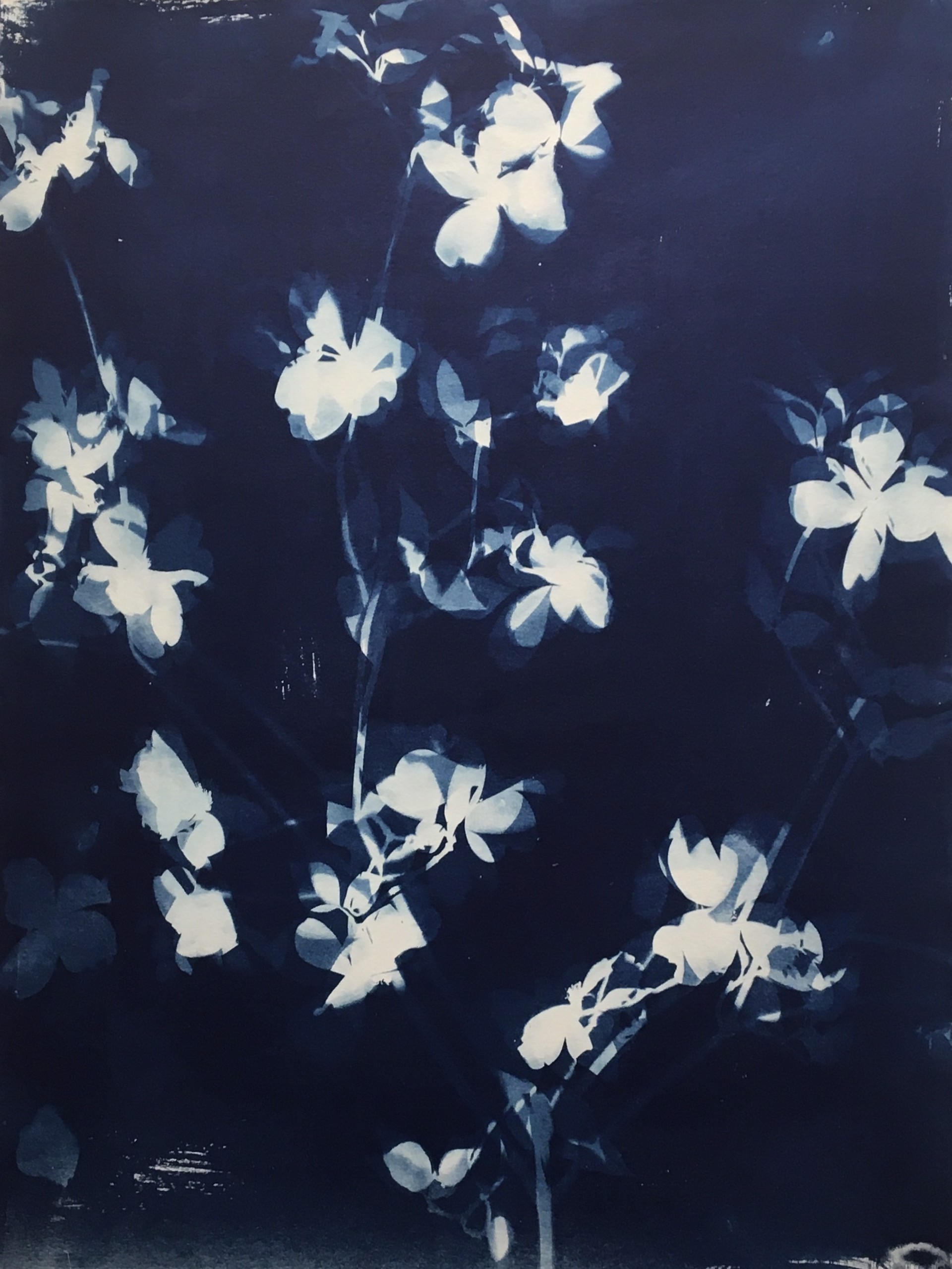 Cyanotype IV by Colleen Metzger