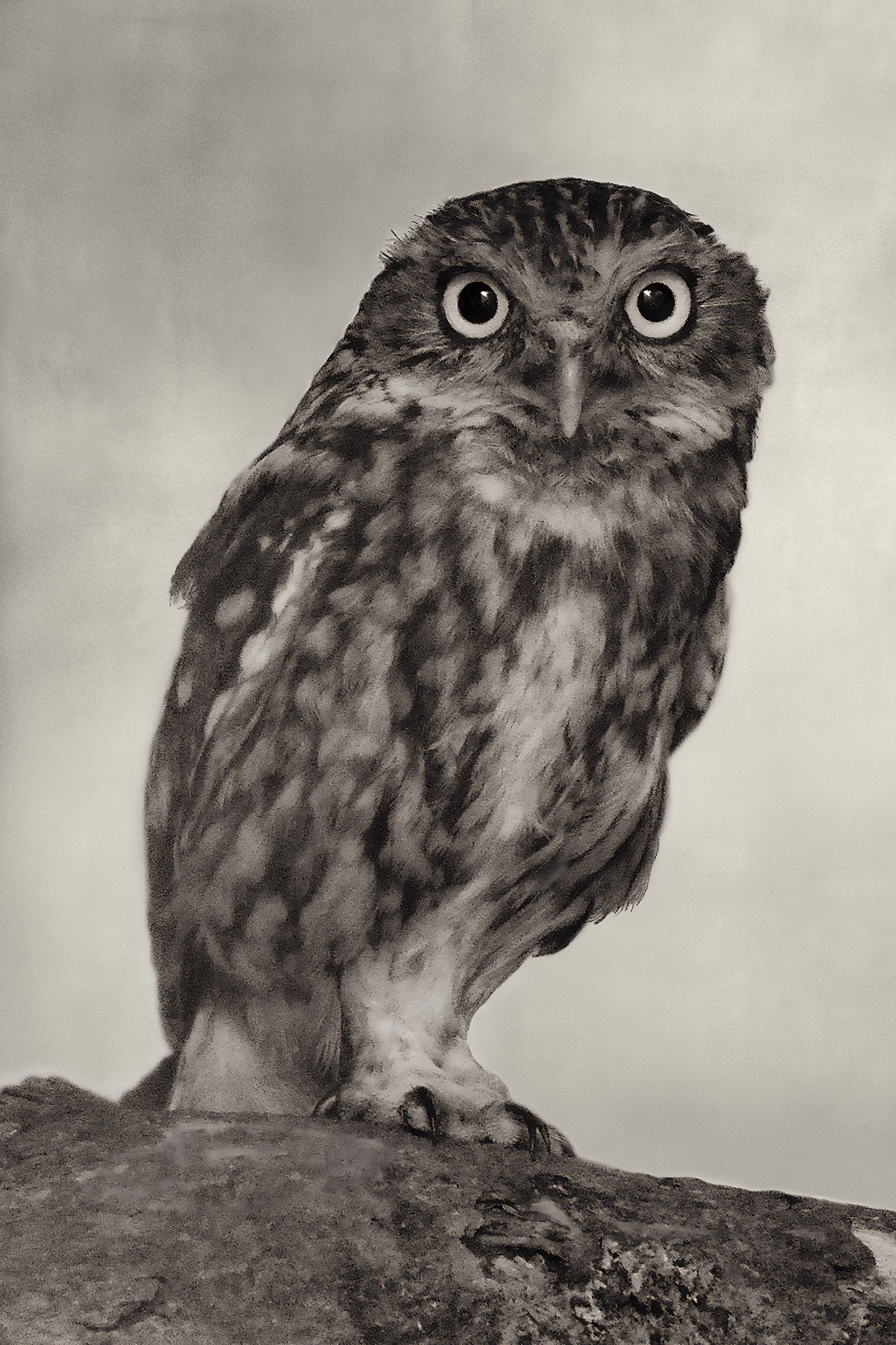 Little Owl (edition of 12) by Beth Moon