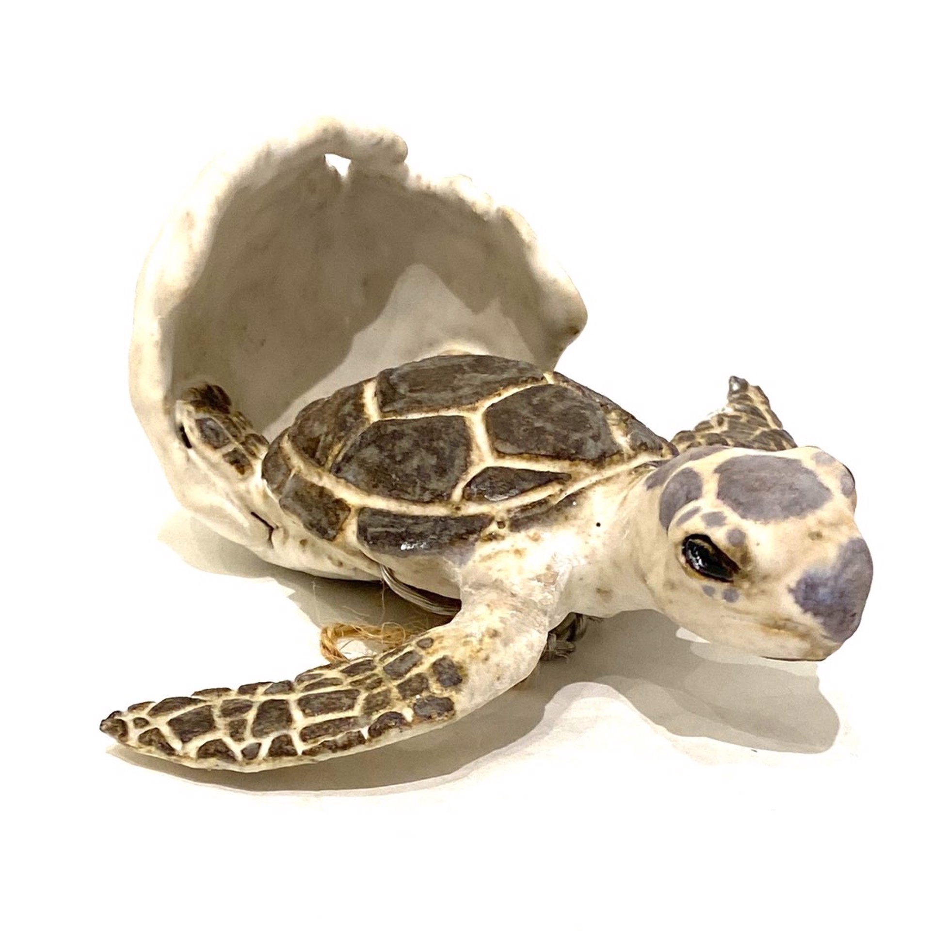 Atlantic Green Turtle Hatchling with Shell by Shayne Greco