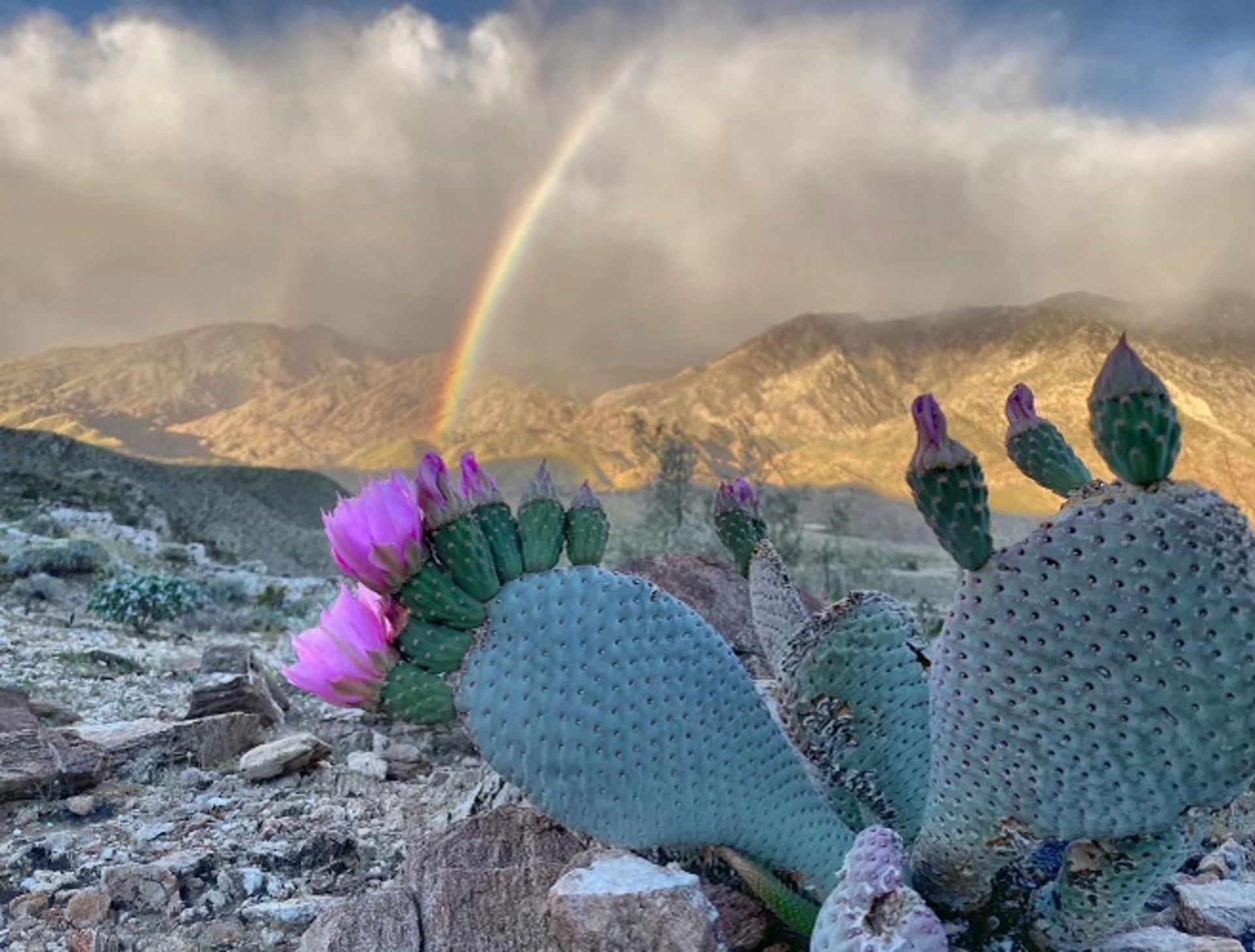 Palm Springs Rainbow by Thomas Reale