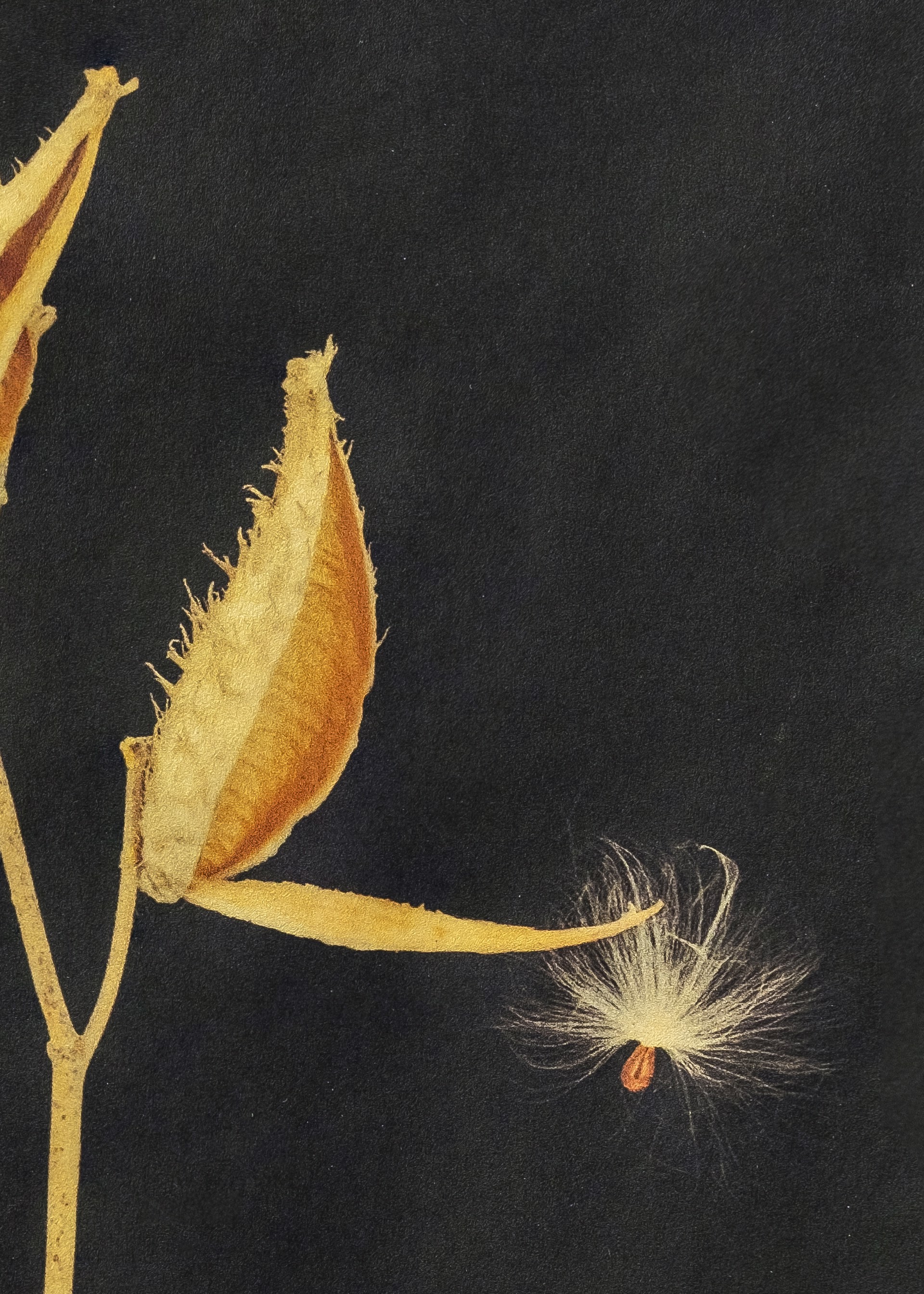 Still Life: Milkweed #1 by Maureen Ruddy Burkhart