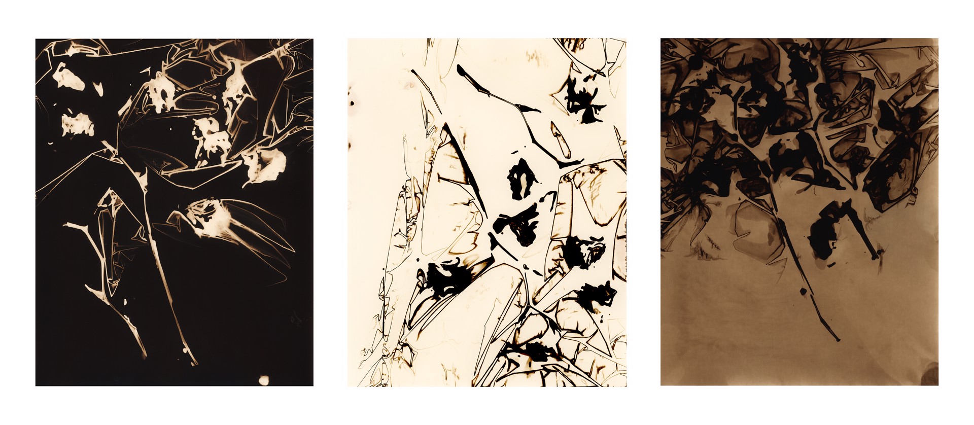 Longbeak Stork's Bill, fixed and positive, triptych by Teresa K. Morrison
