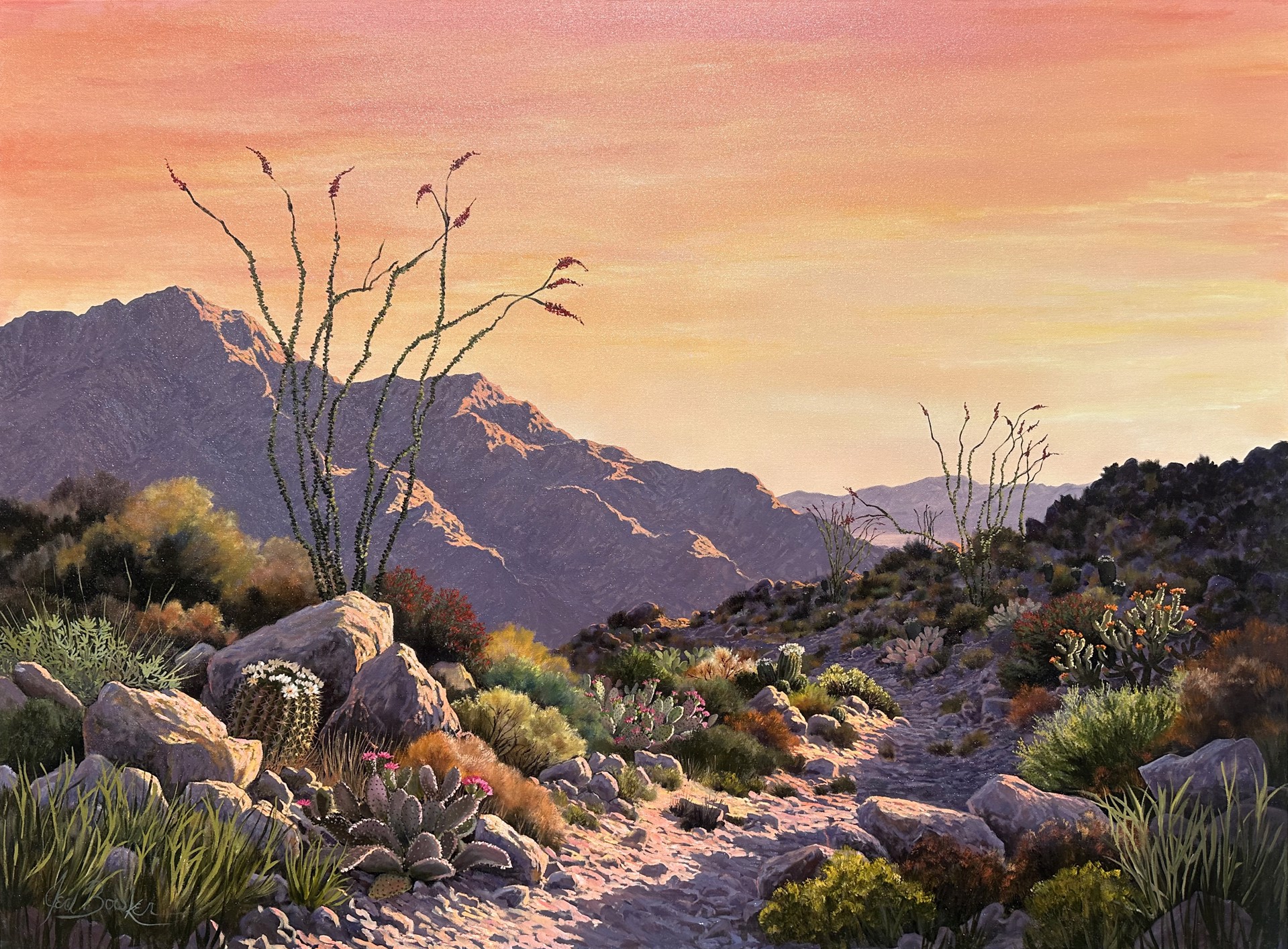 Cactus Blooms in Morning Glow by Jed Bowker