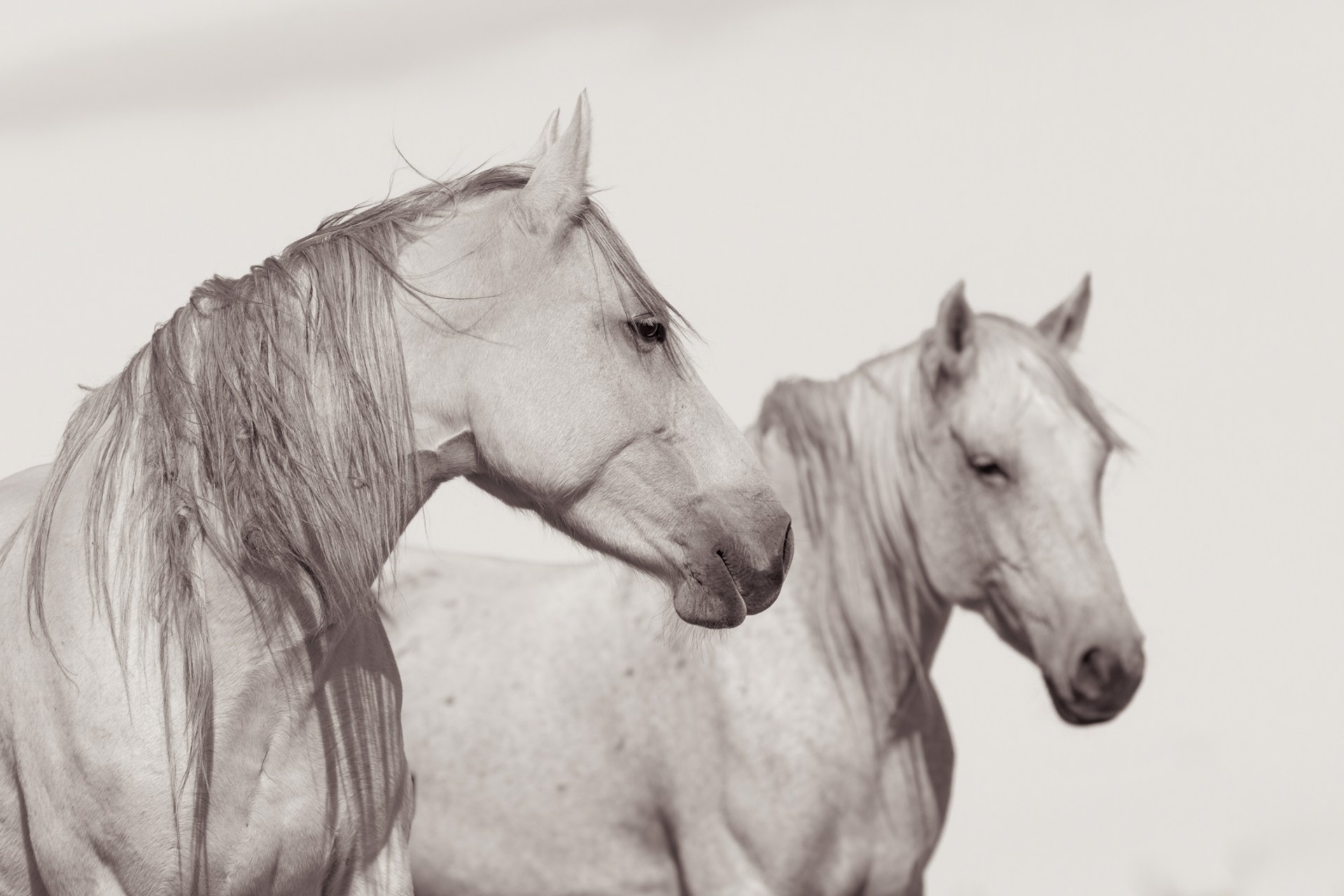 Sepia Toned Black And White Photograph Of Two Female White Horses