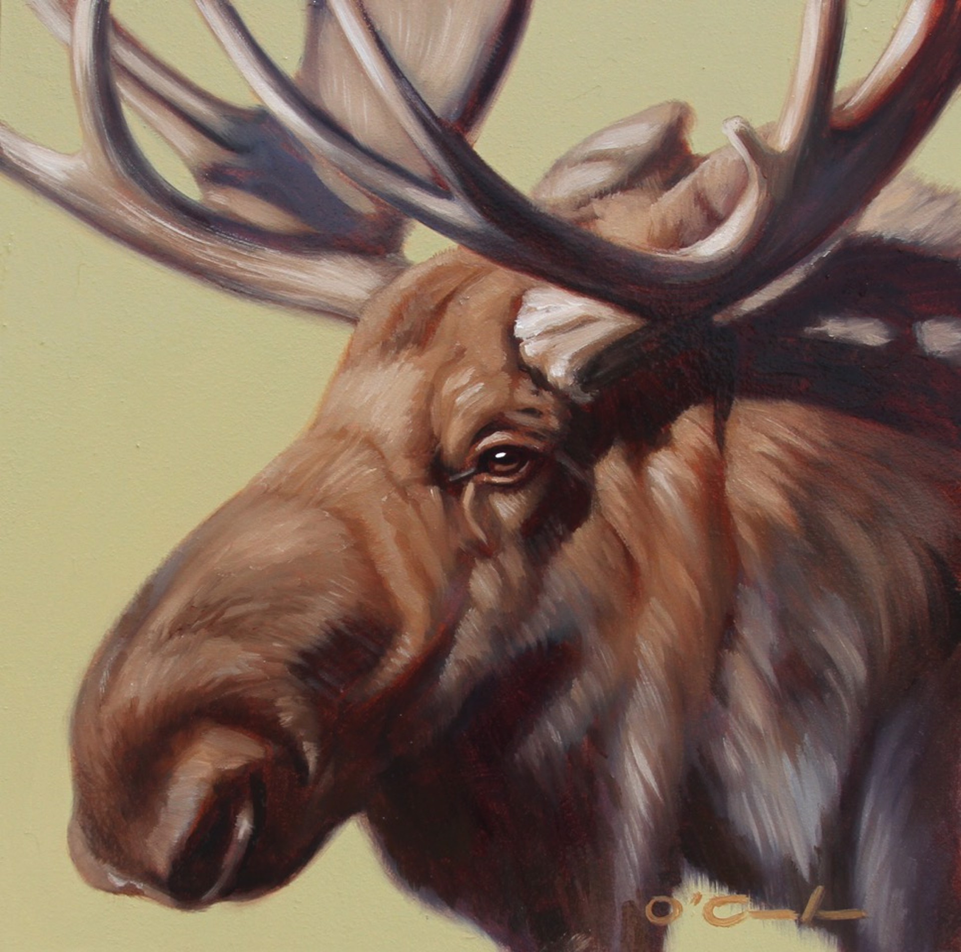 Moose On Sage by Jennifer O'Cualain