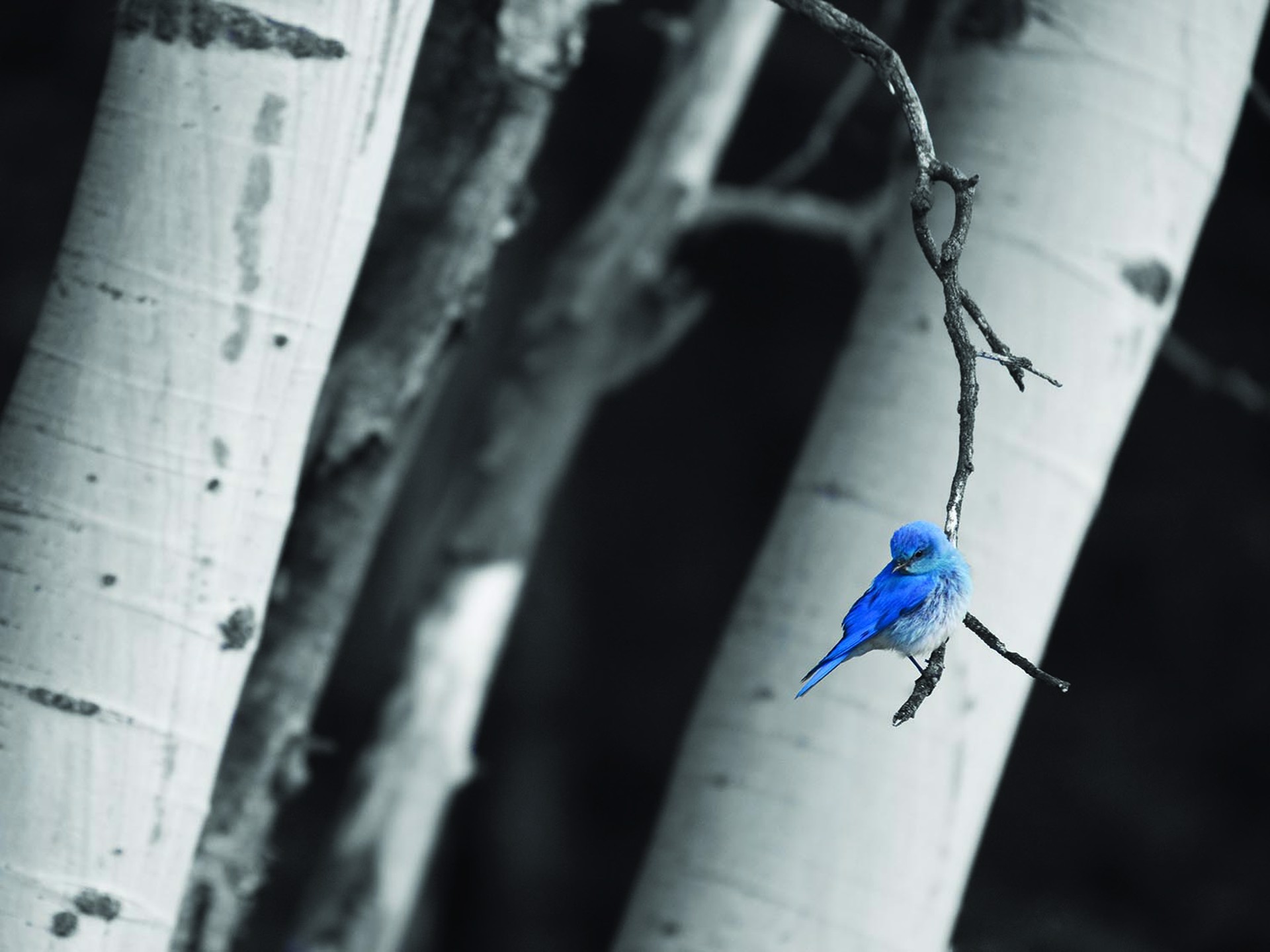 A Mountain Blue Bird Is Perched In Black And White Aspen Trees, Photography on Acid Free Cotton Paper, By Jason Williams, Limited Edition Available At Gallery Wild