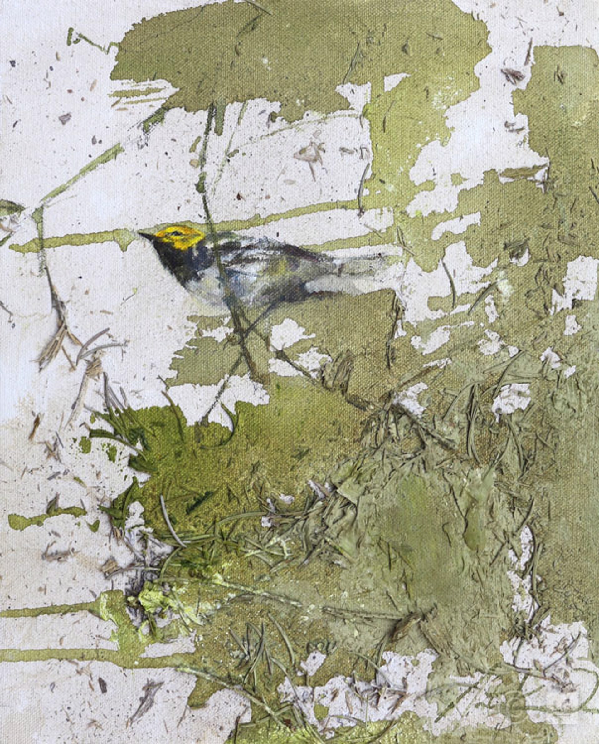 Black Throated Green Warbler by Justin Kellner