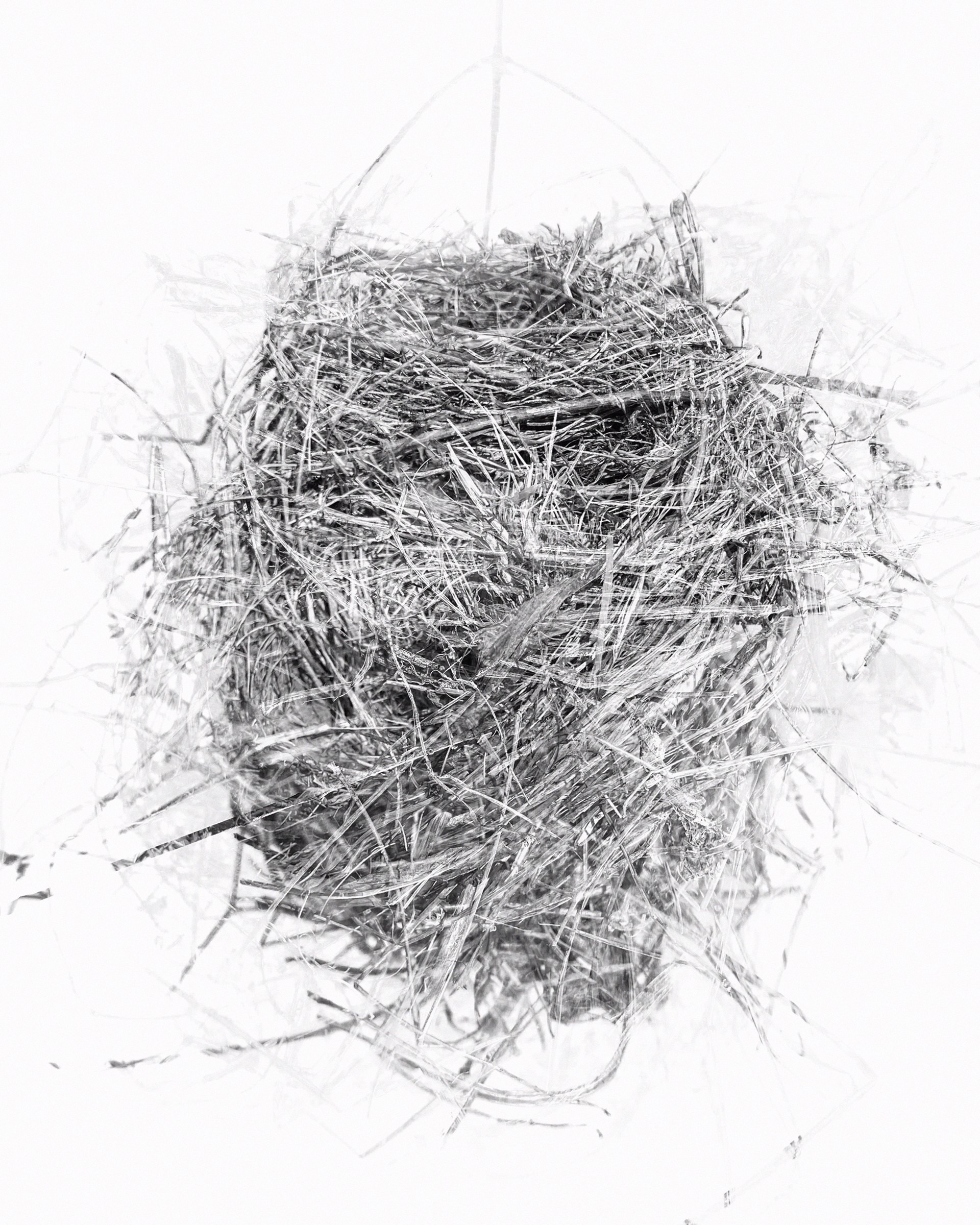 Holding: nest found north of Dyersville, IA by Rachel Deutmeyer