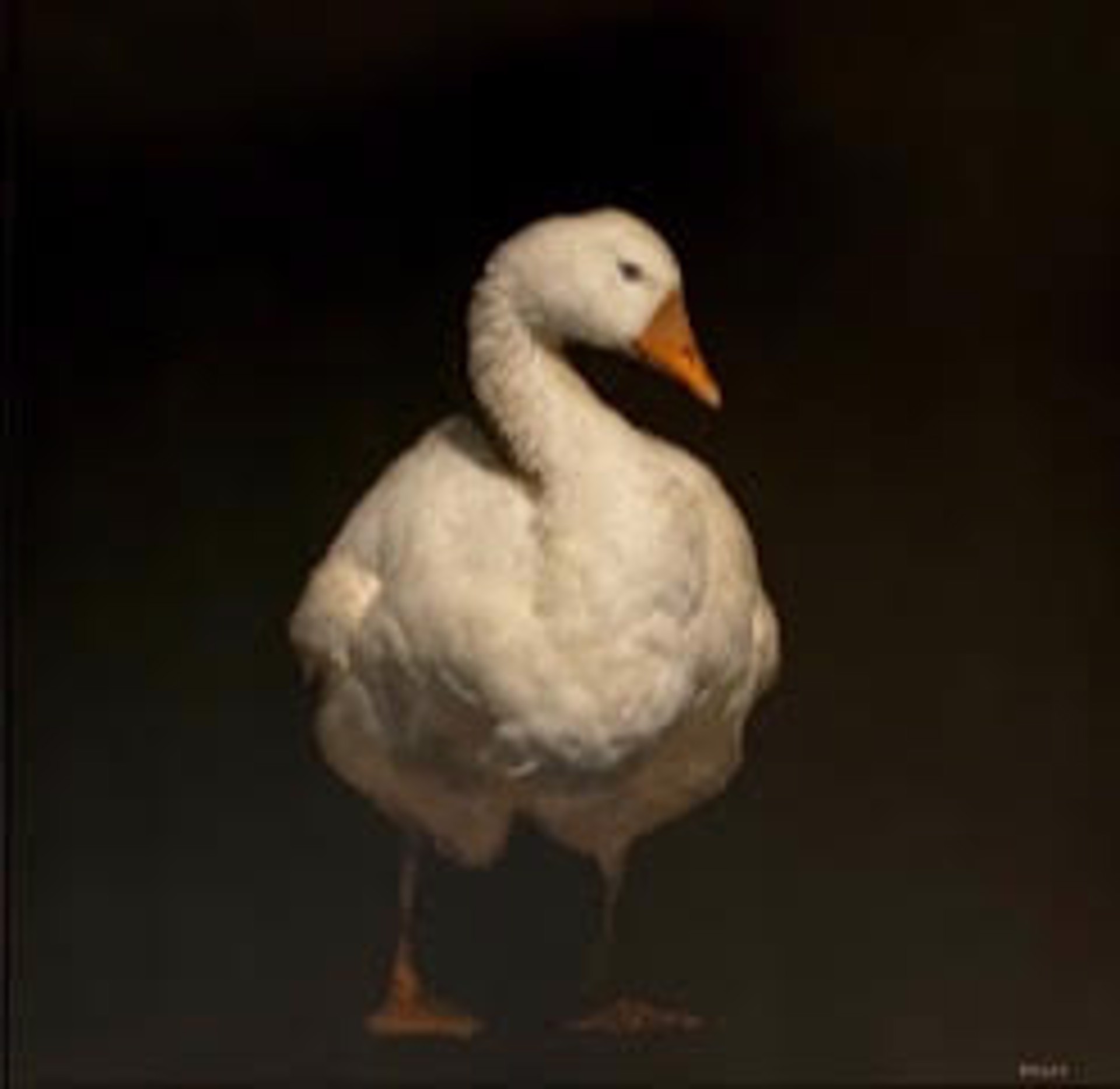 White Goose II by Dawne Raulet
