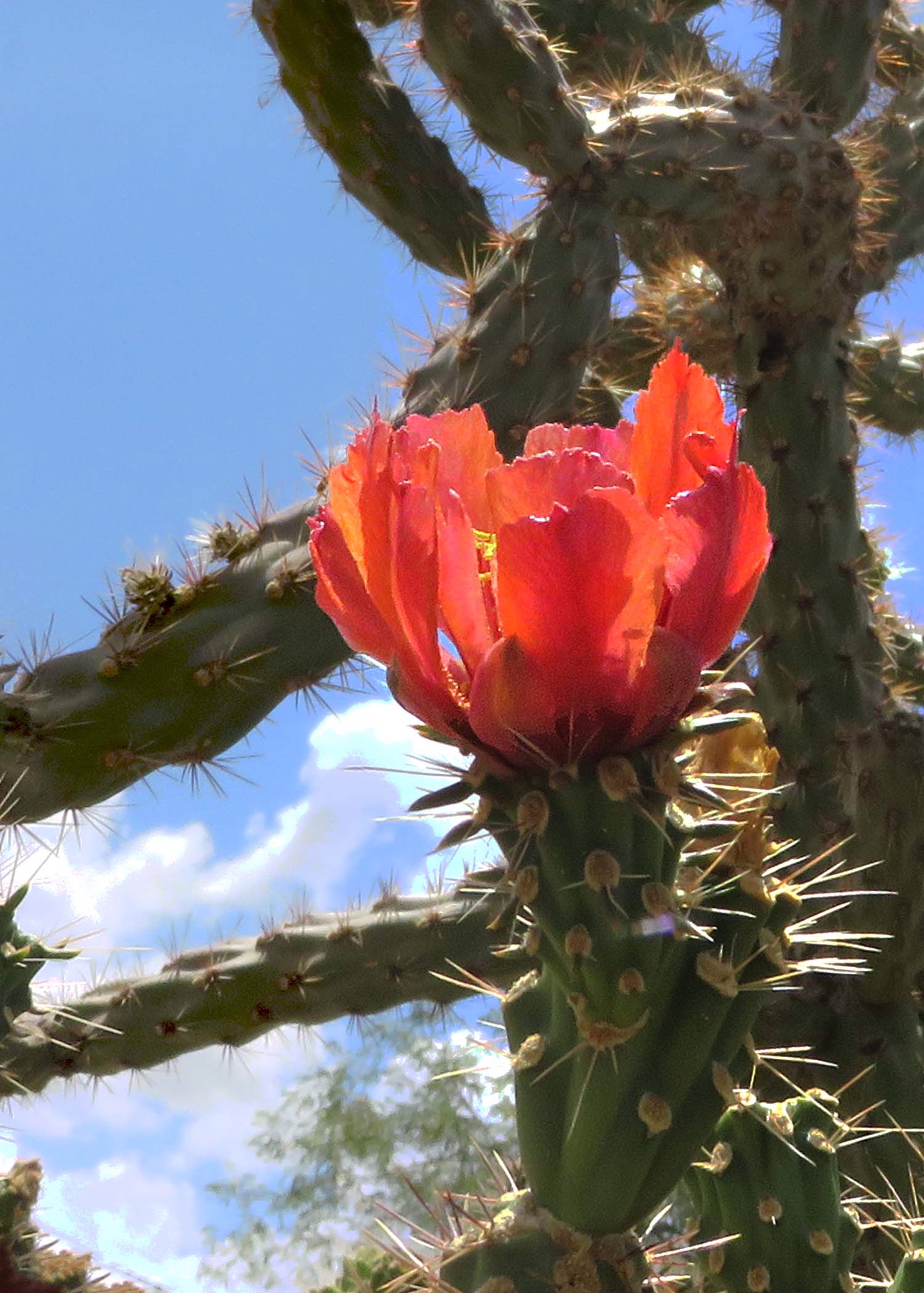 Cactus Flowers by Jean Vernon
