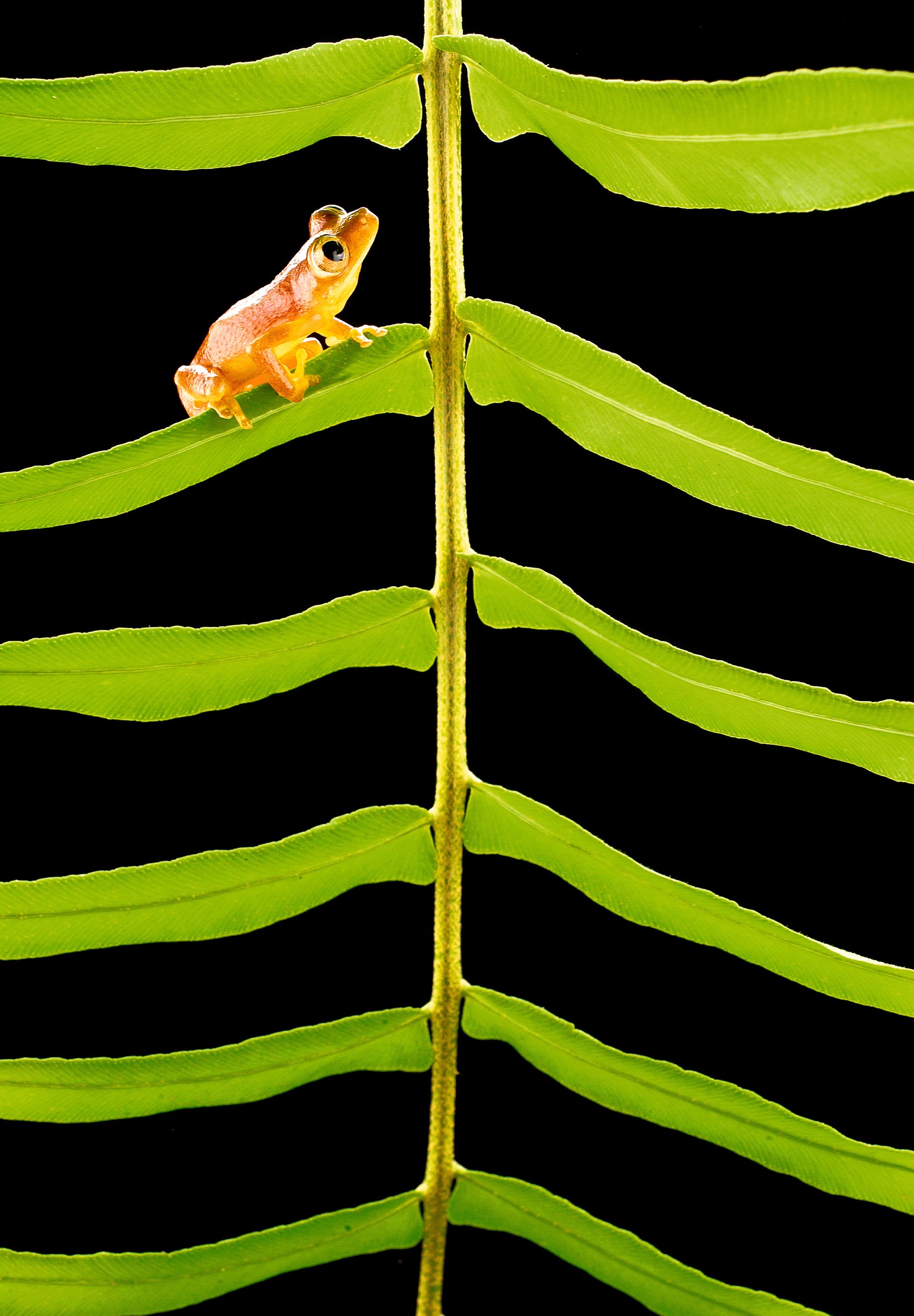 Frog on Fern by Carlton Ward Photography