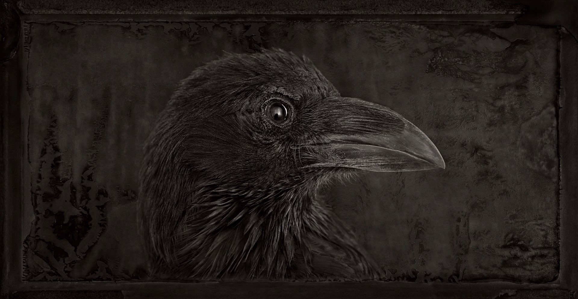 Artifact  IX, Raven by Brad Wilson