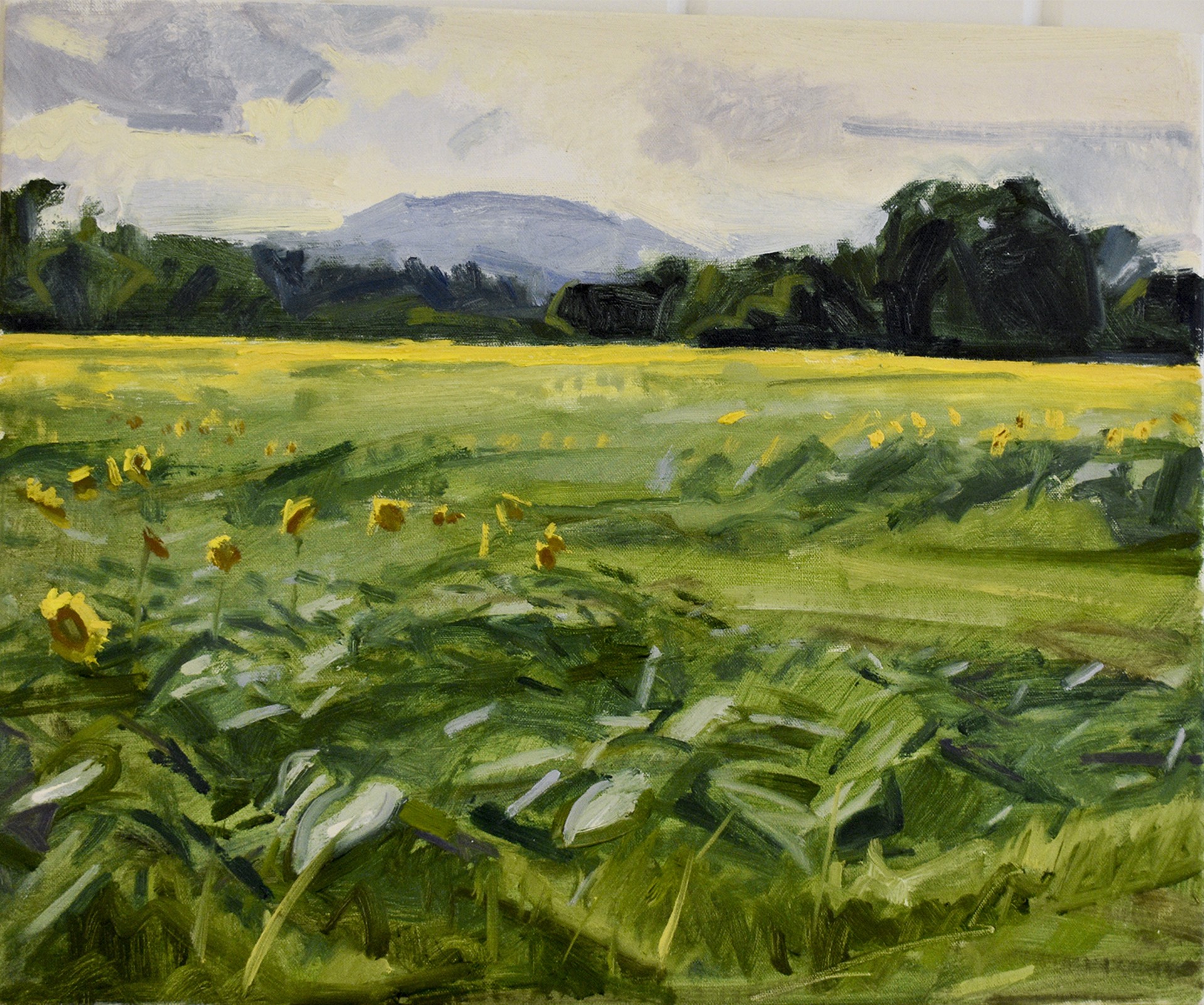 Wire Road Sunflowers by John Kelly