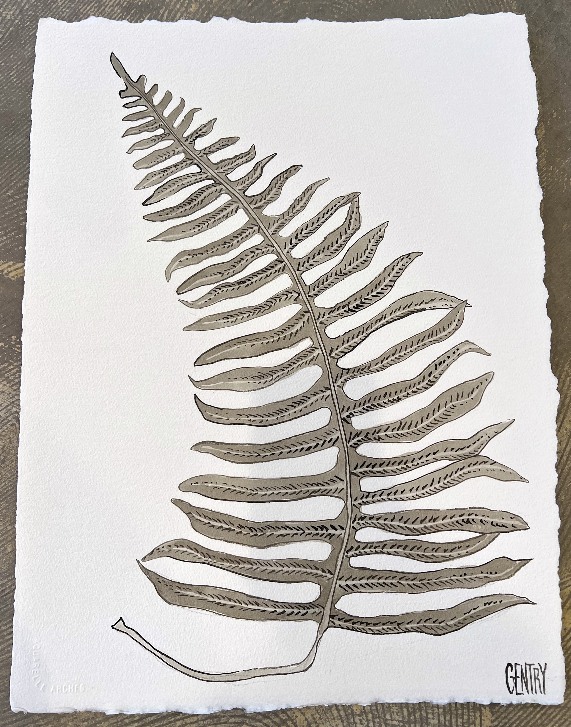 Fern by Sarah Gentry