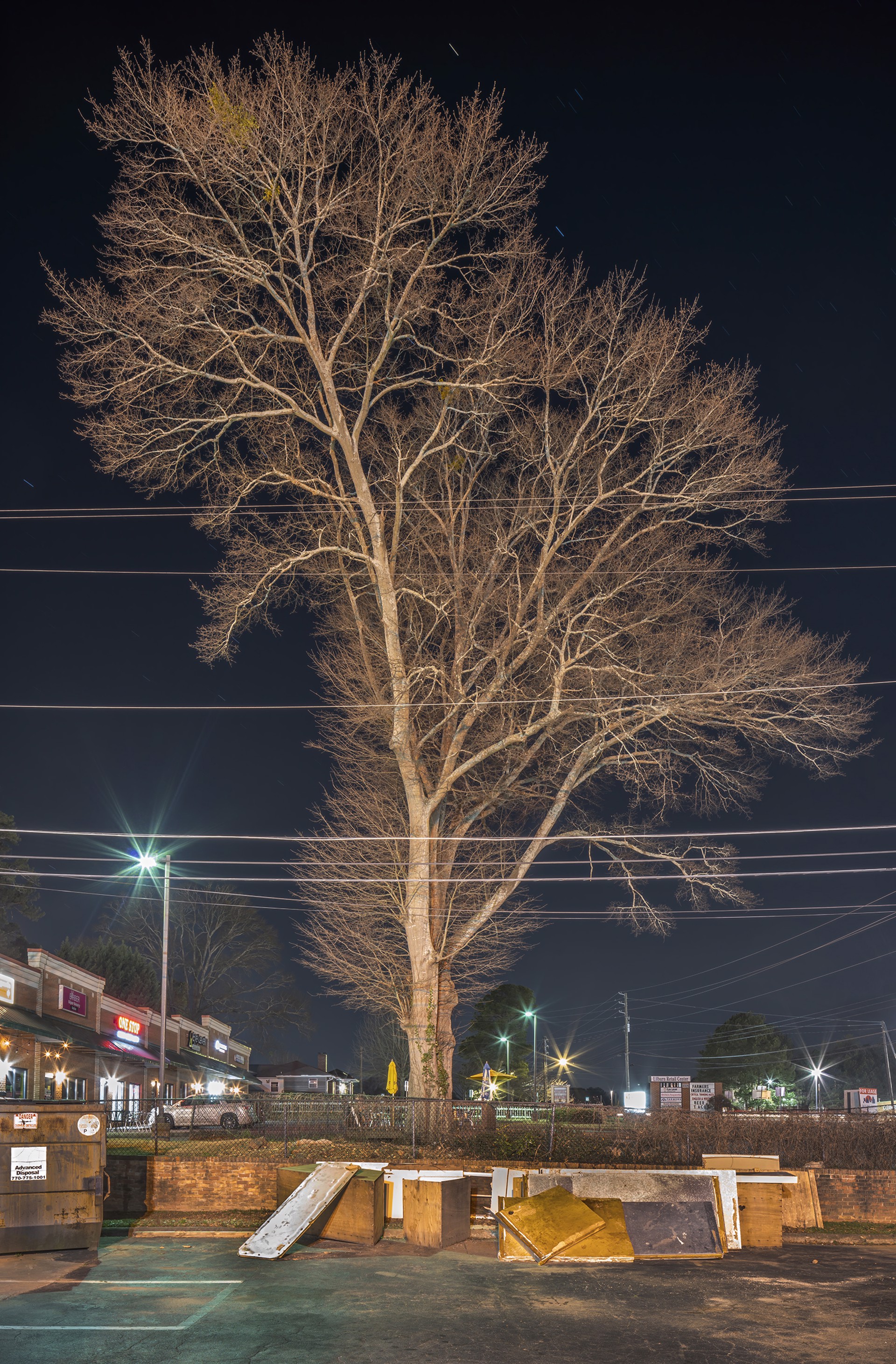 Water Oak #1, Lilburn, GA by Peter Essick