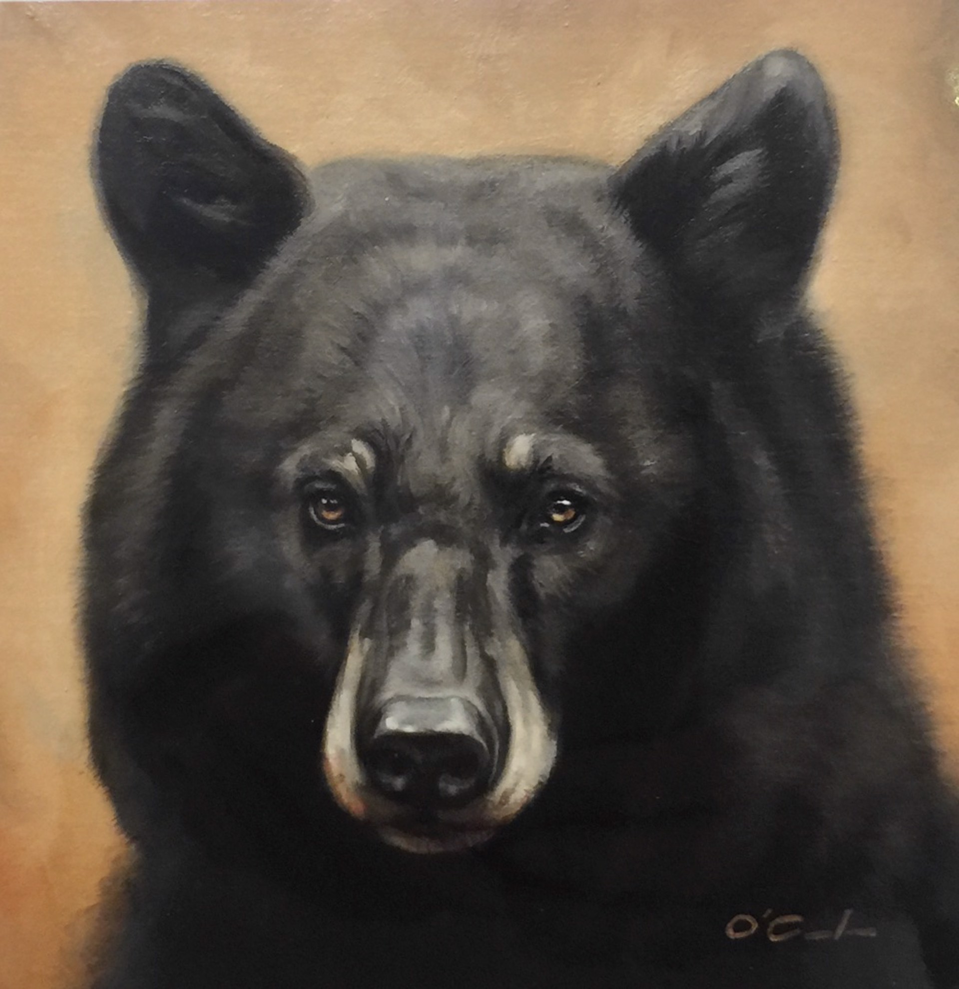 Black Bear on Golden by Jennifer O'Cualain