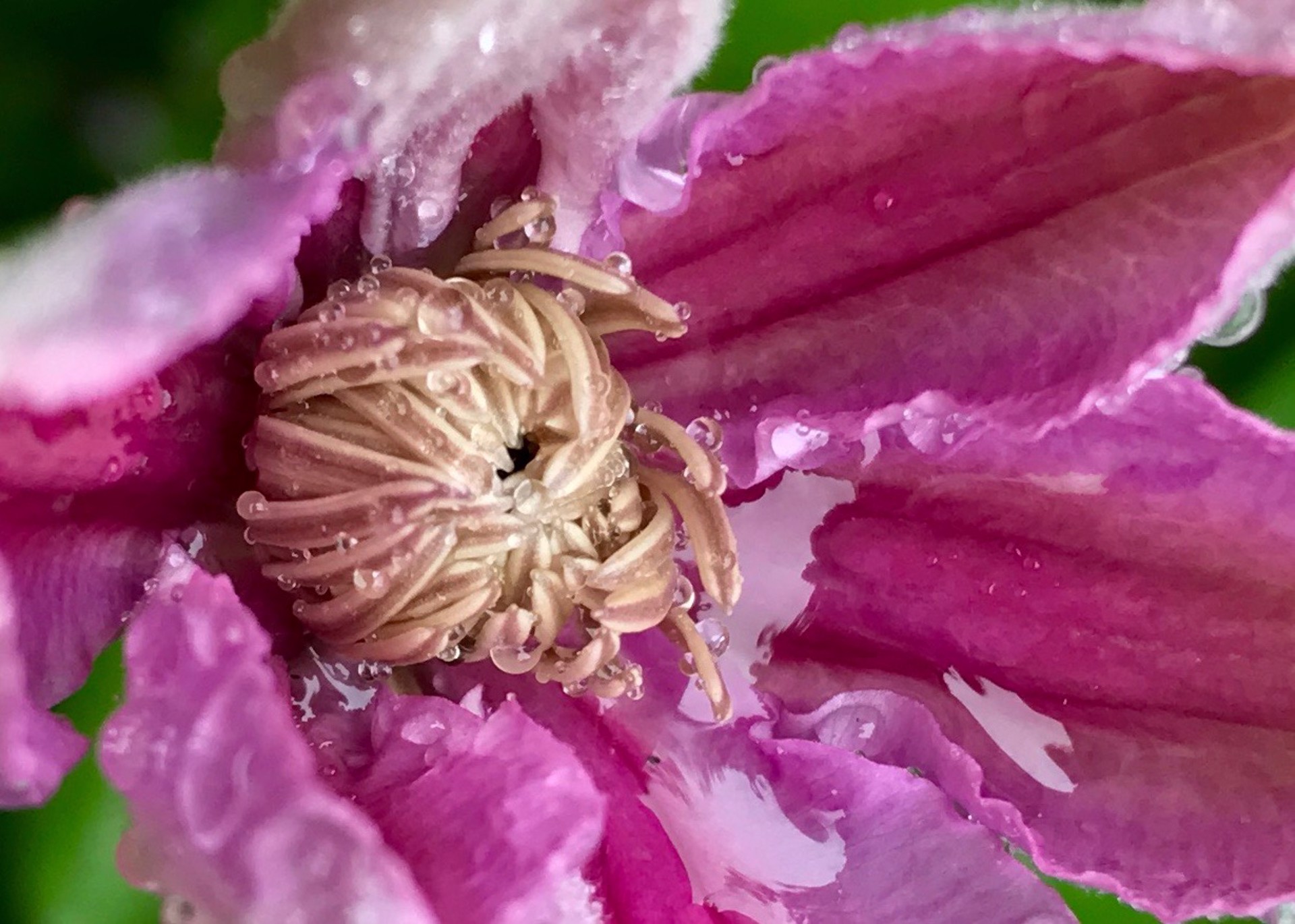 Clematis After Rain (Clematis) by Amy Kaslow