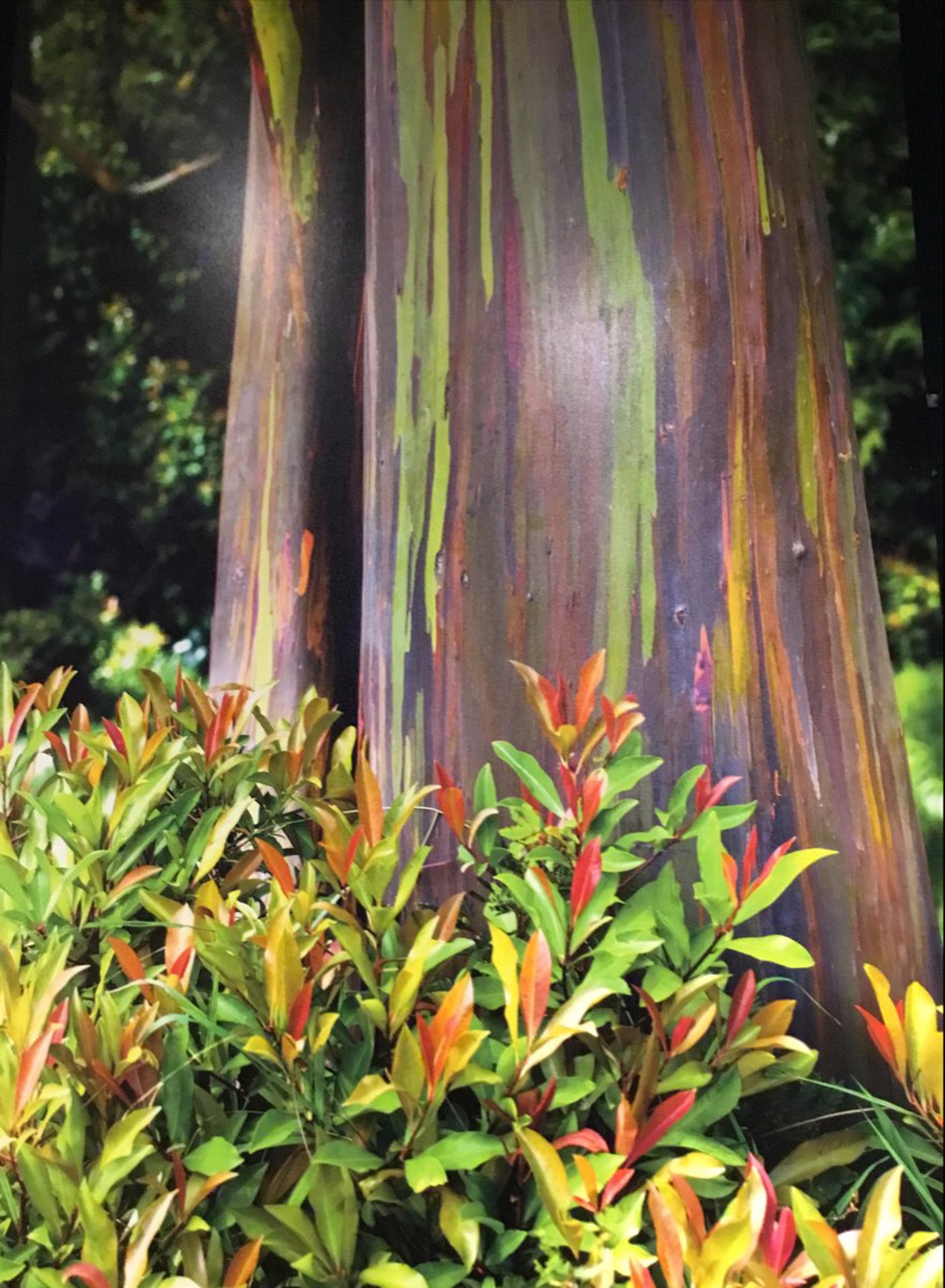 Painted Eucalyptus by Bryan Pezman