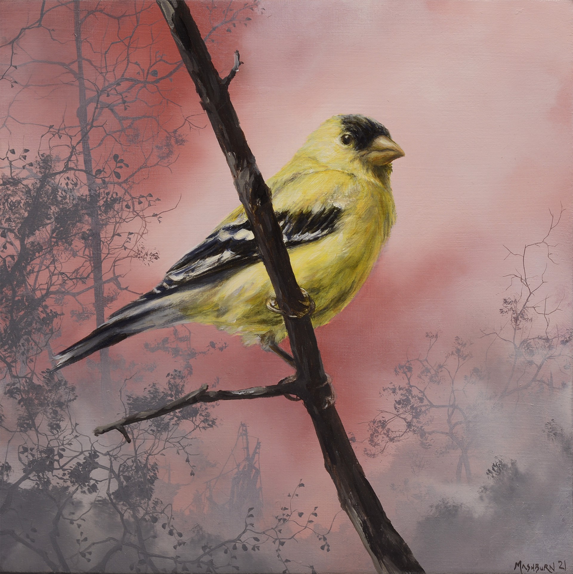 American Goldfinch by Brian Mashburn