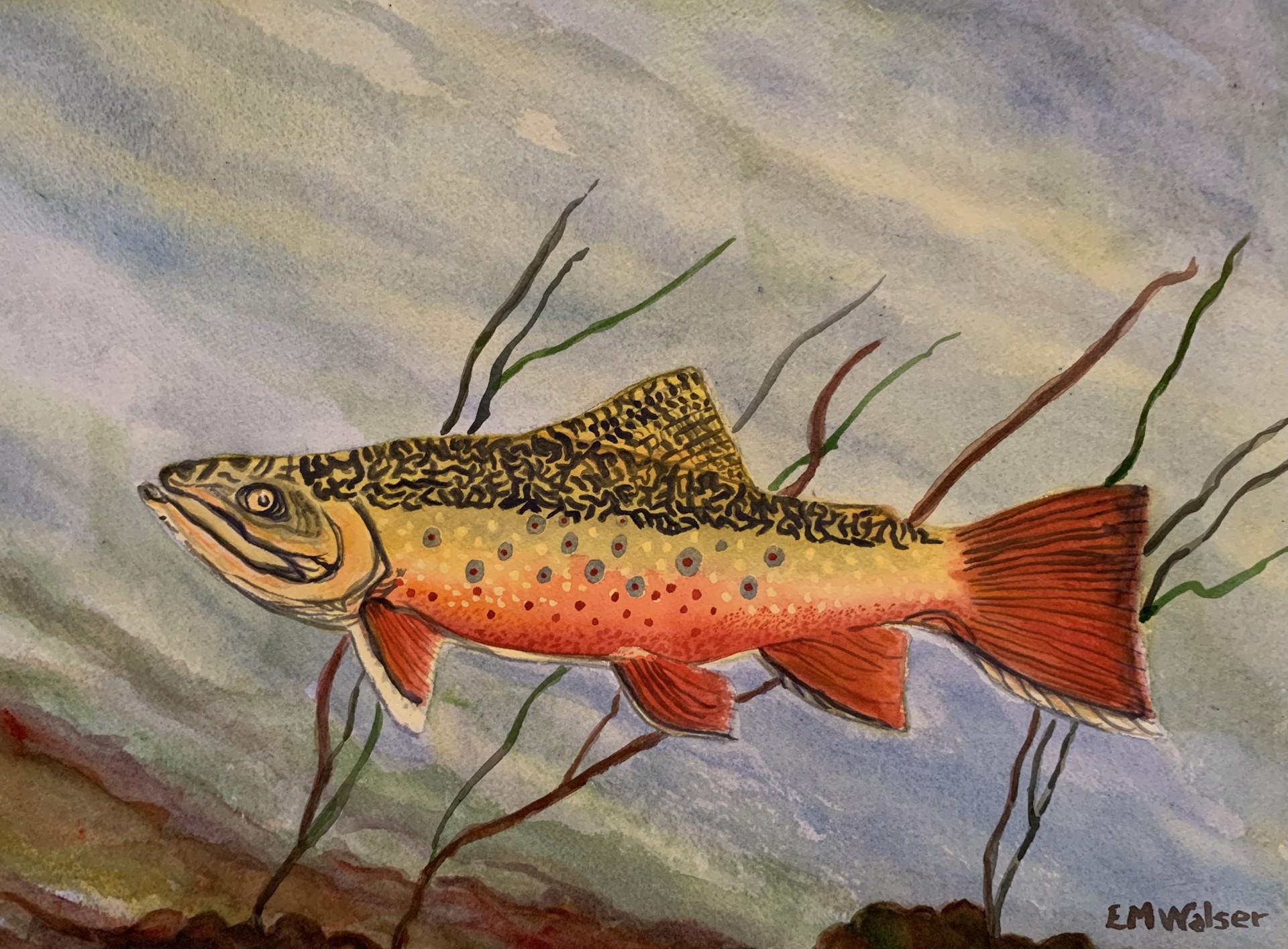 Male Brook Trout by Betty Walser