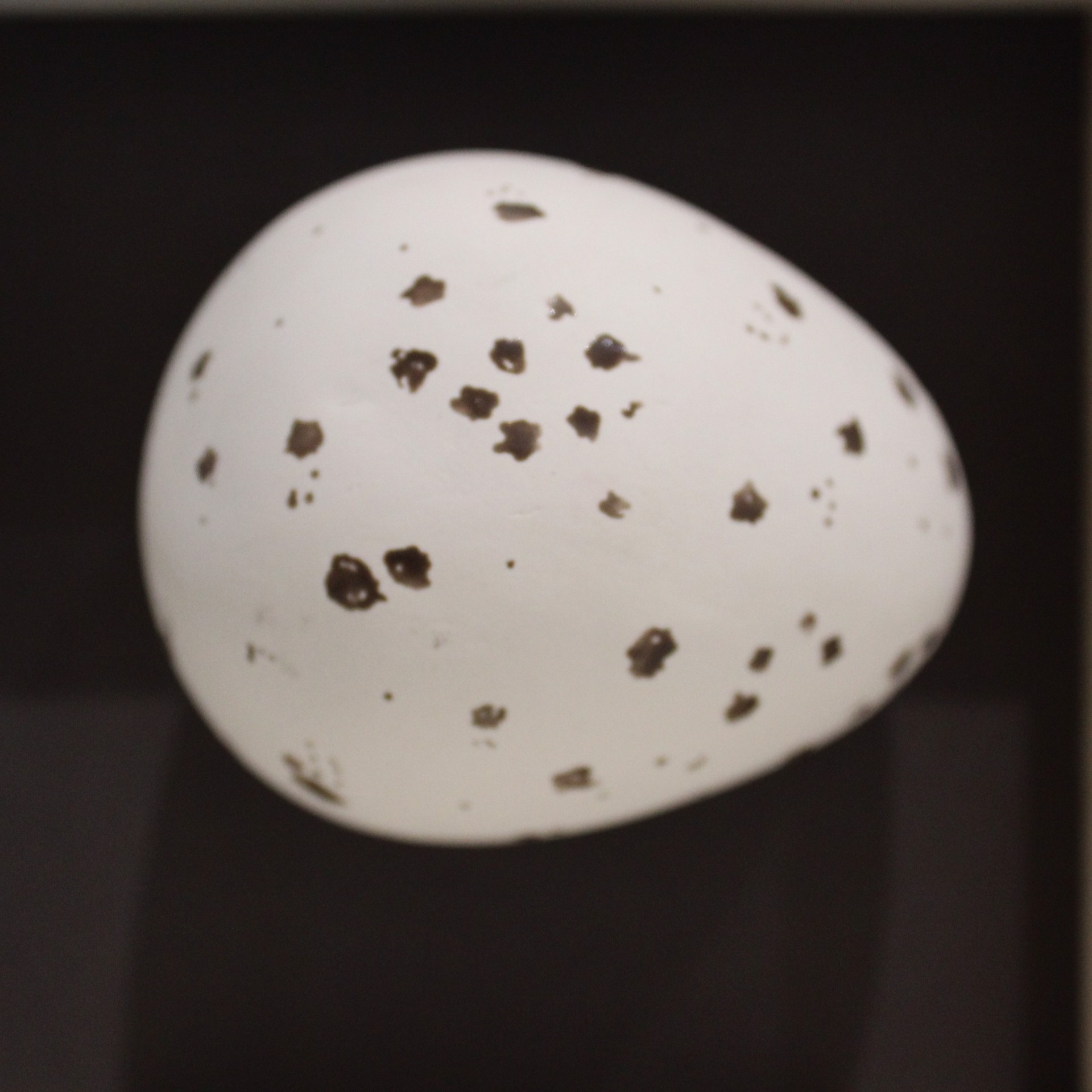 Egg - Medium by Eva Maier