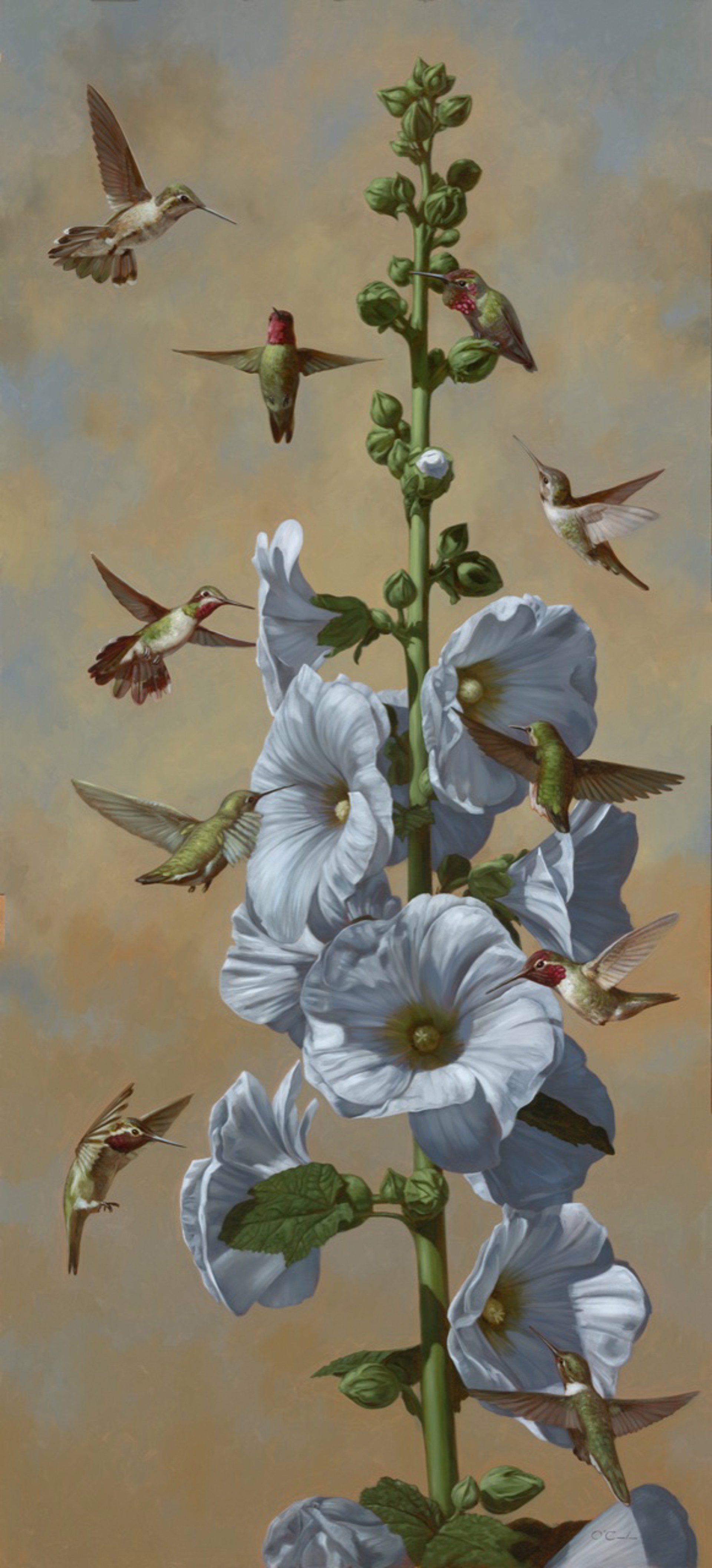 Hollyhocks & Hummingbirds by Jennifer O'Cualain