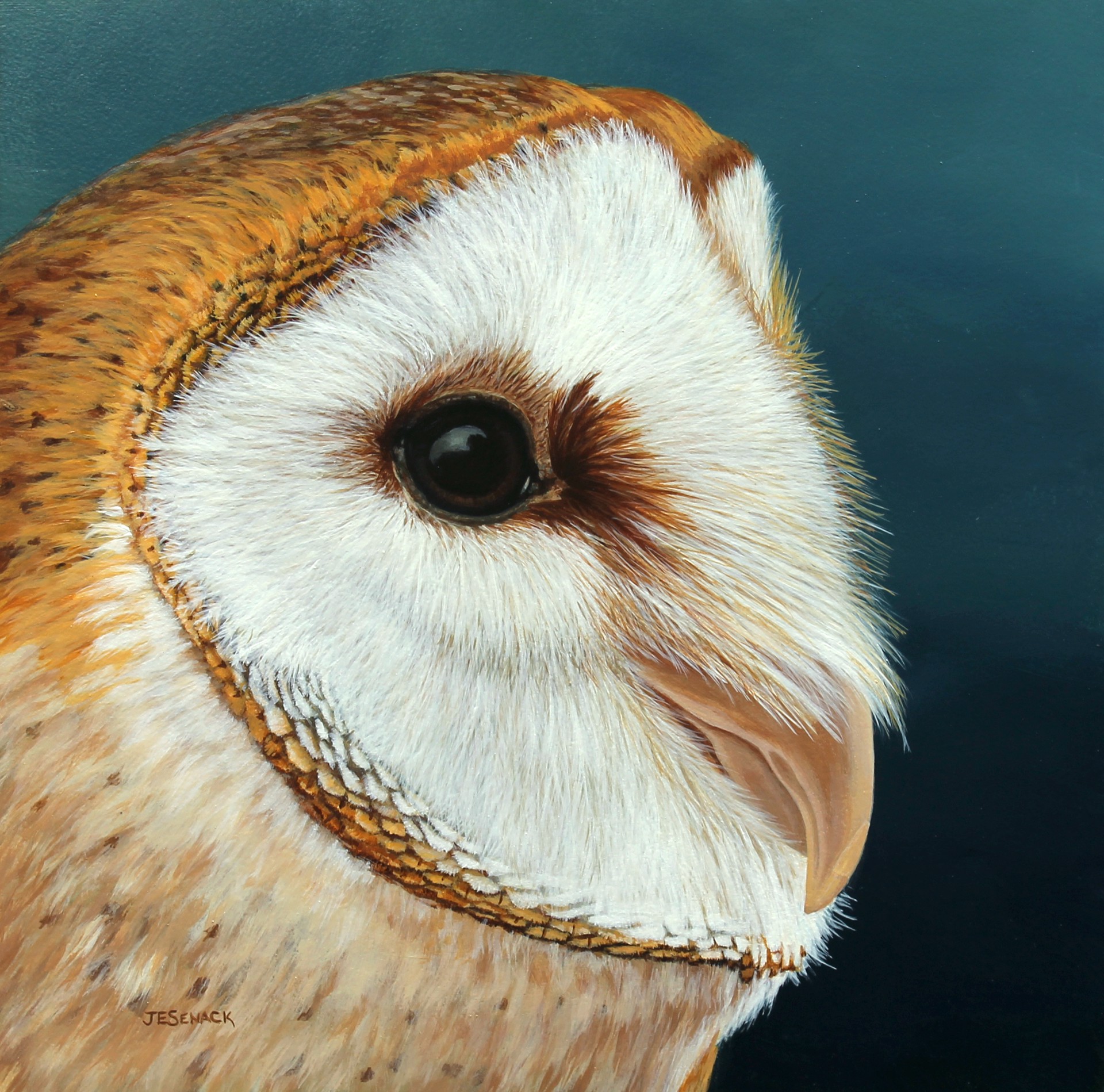Barn Owl by J.Elaine Senack