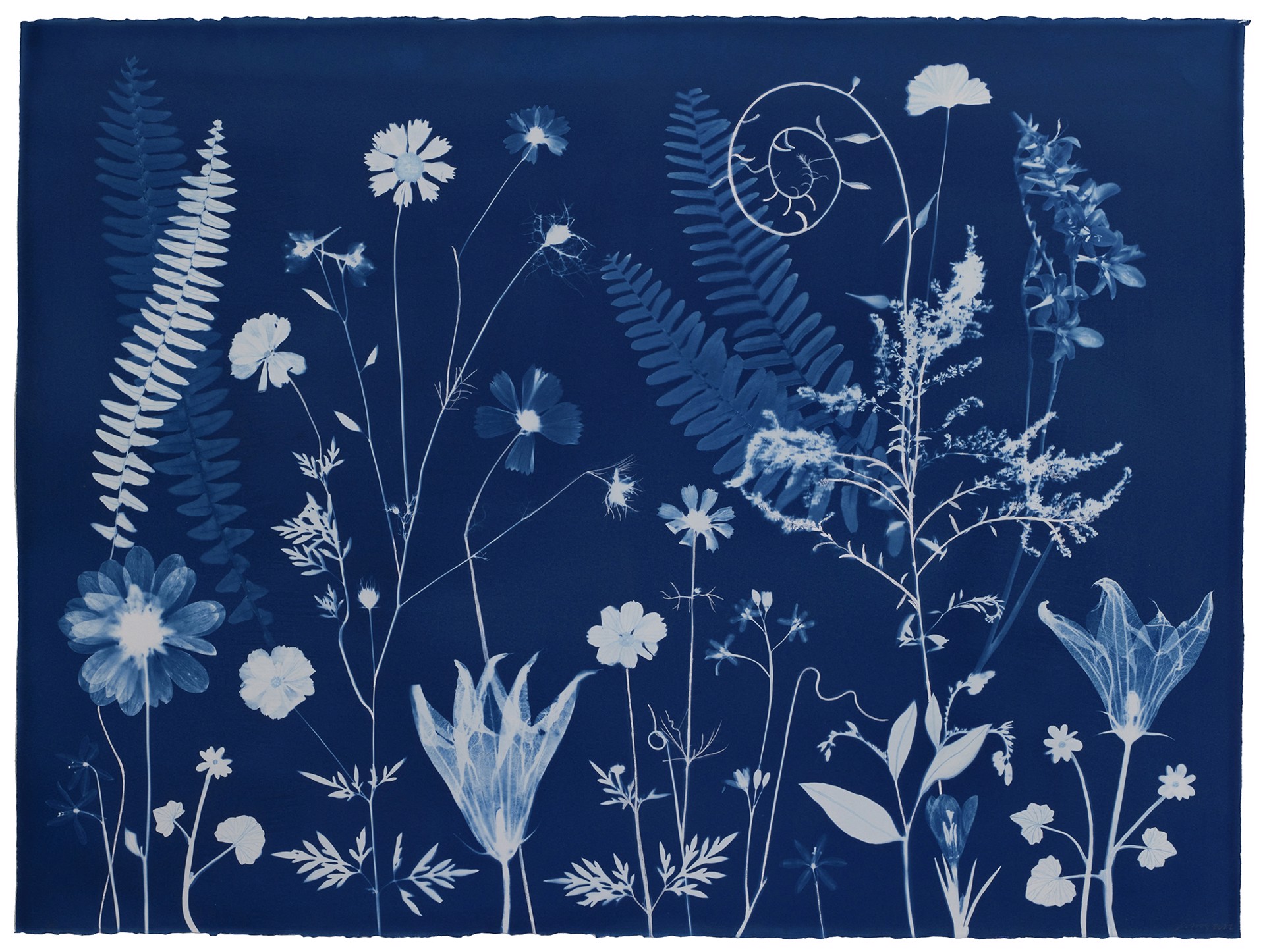 Nocturnal Nature (Squash Blossom, Fern, Cosmos, etc) by Julia Whitney Barnes