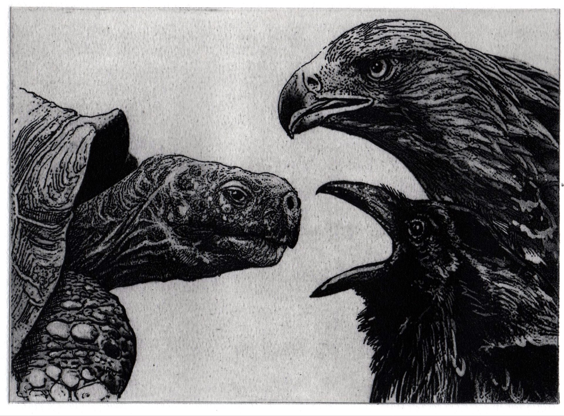 The Tortoise and the Birds - Aesop's Fables by Larry Vienneau