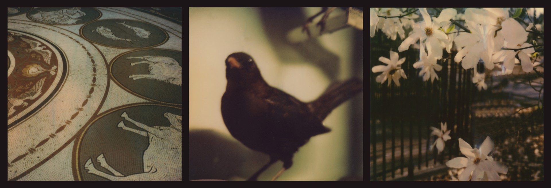 Raptors and Songbirds (Blackbird) by Lori Van Houten