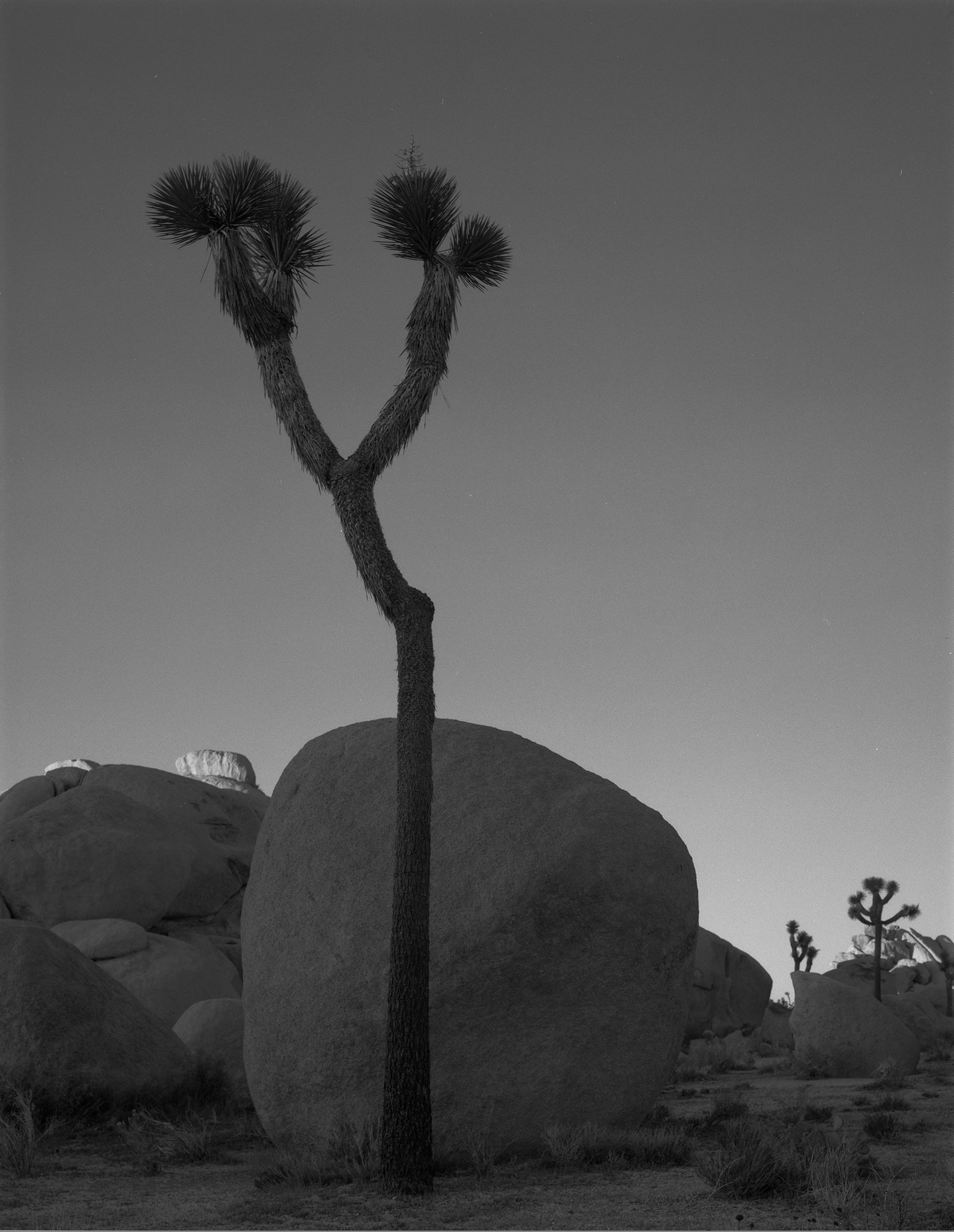Joshua Tree and Rock by William Lemke