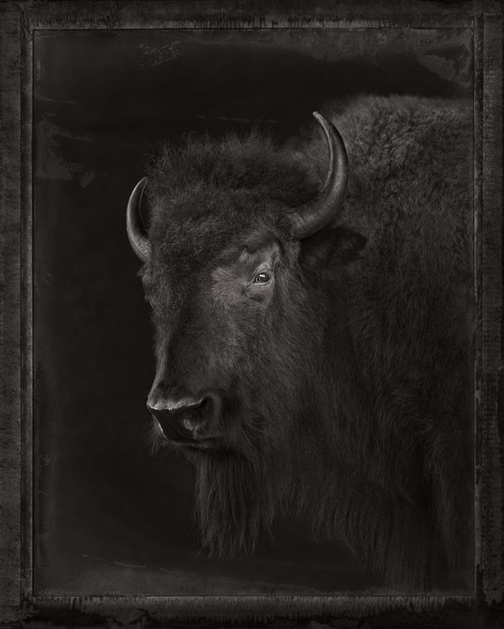 Bison 1 by Brad Wilson