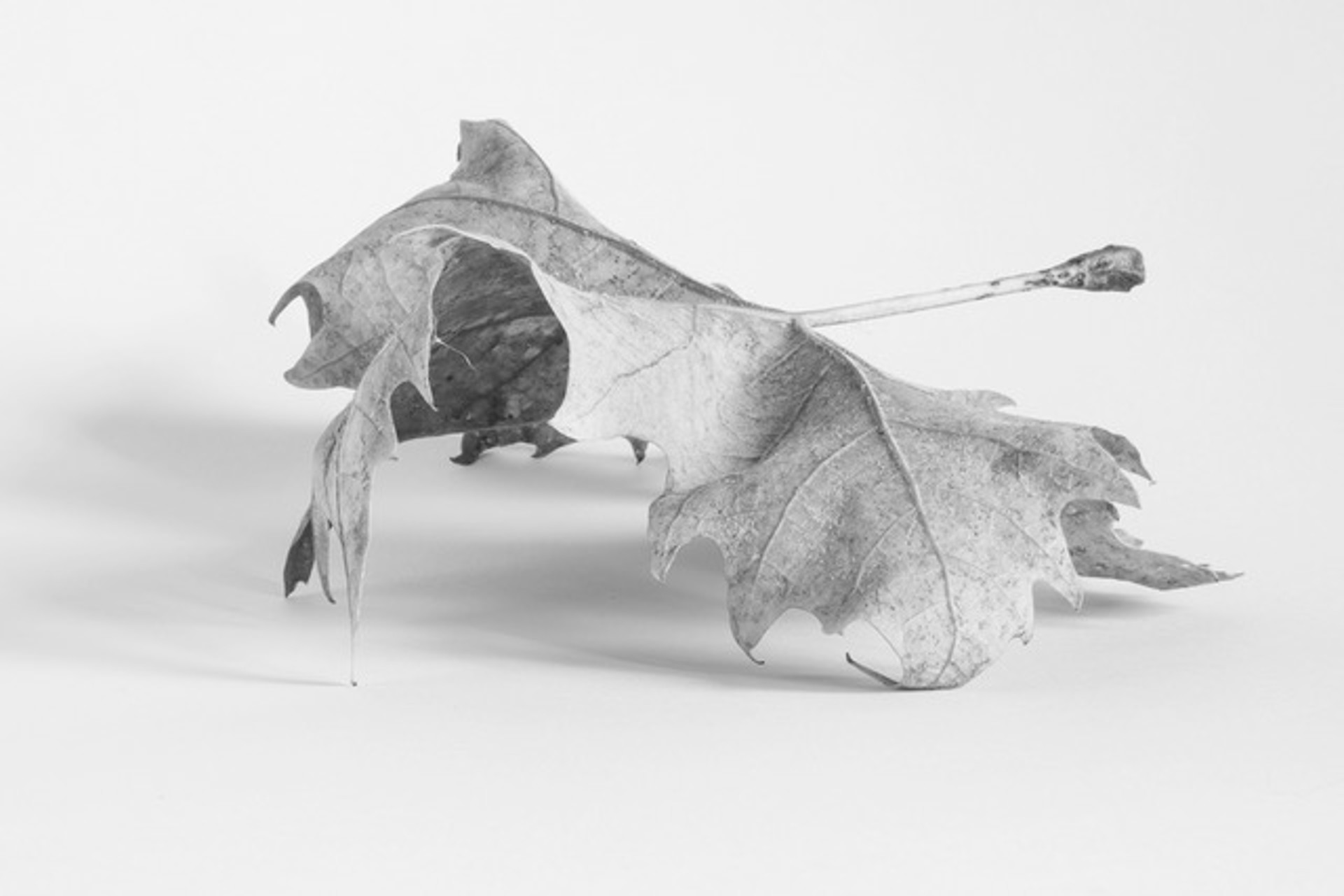 Every Leaf: 0501 by Alyson Belcher