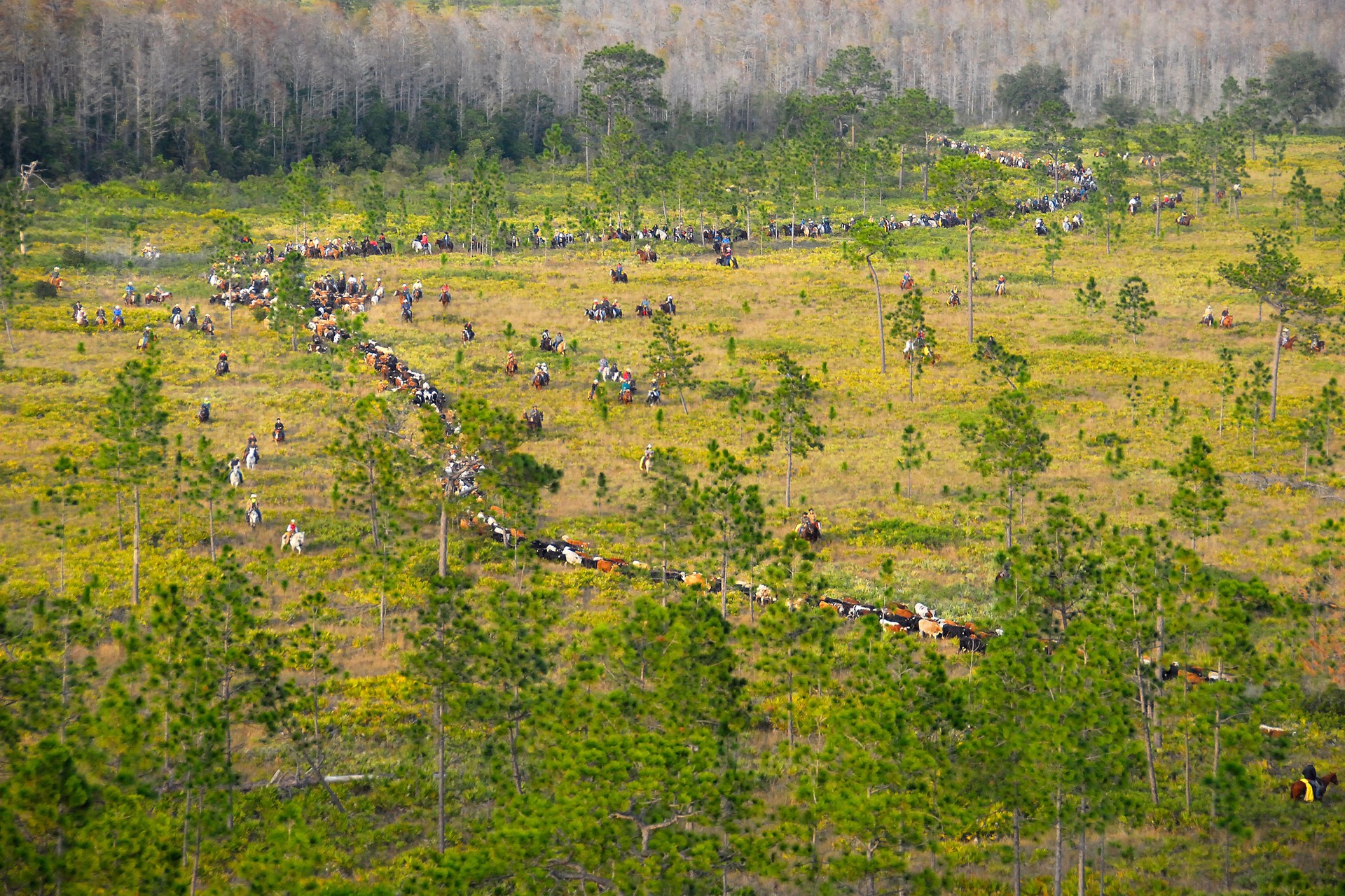 Great Florida Cattle Drive I by Carlton Ward Photography