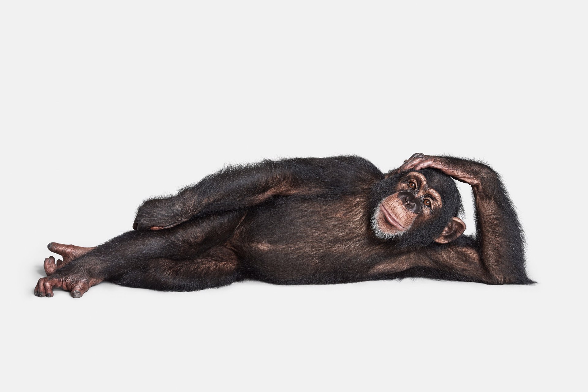 Chimpanzee No. 2 by Randal Ford