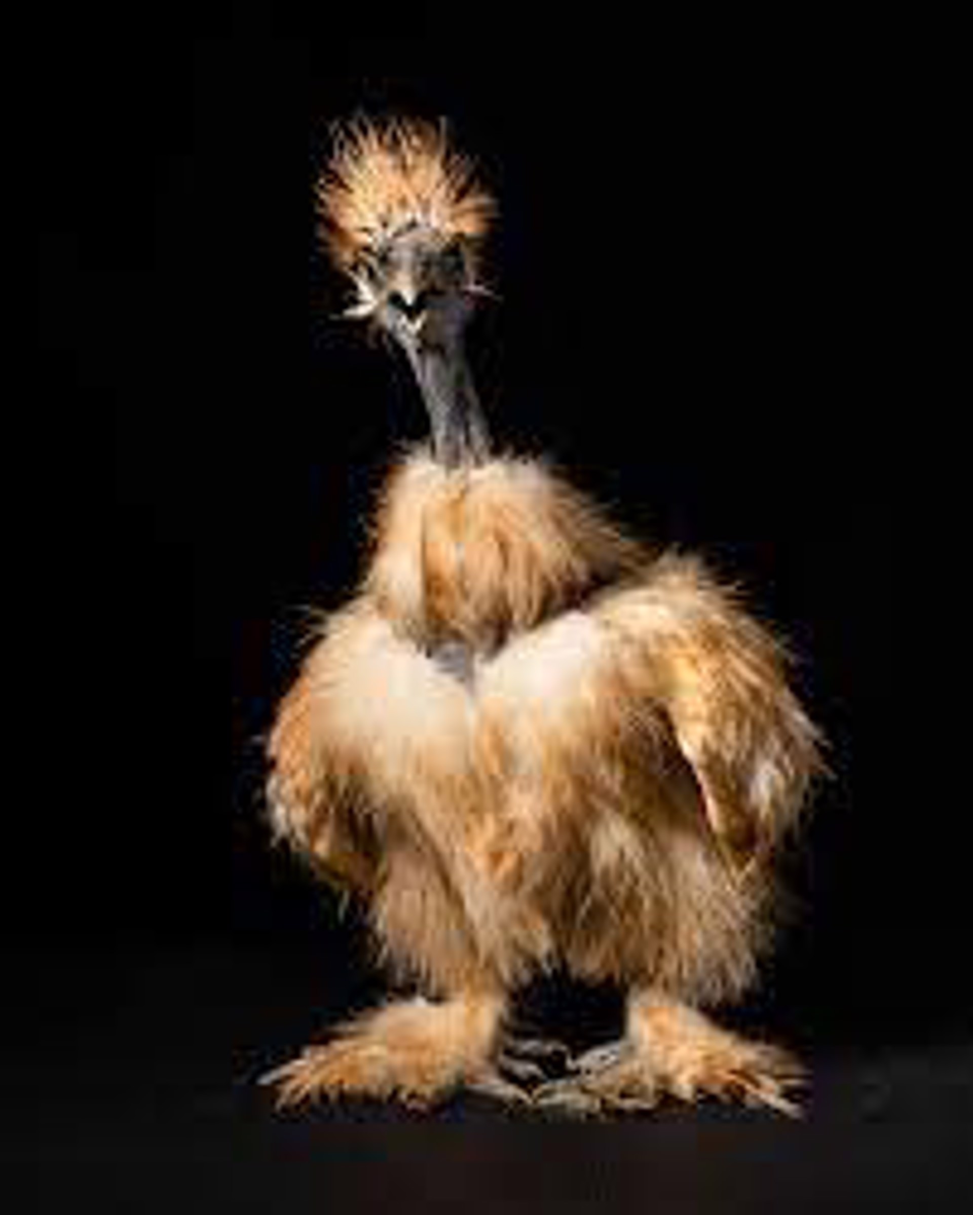 Blanche, Naked Neck Silkie Chicken by Evan Kafka