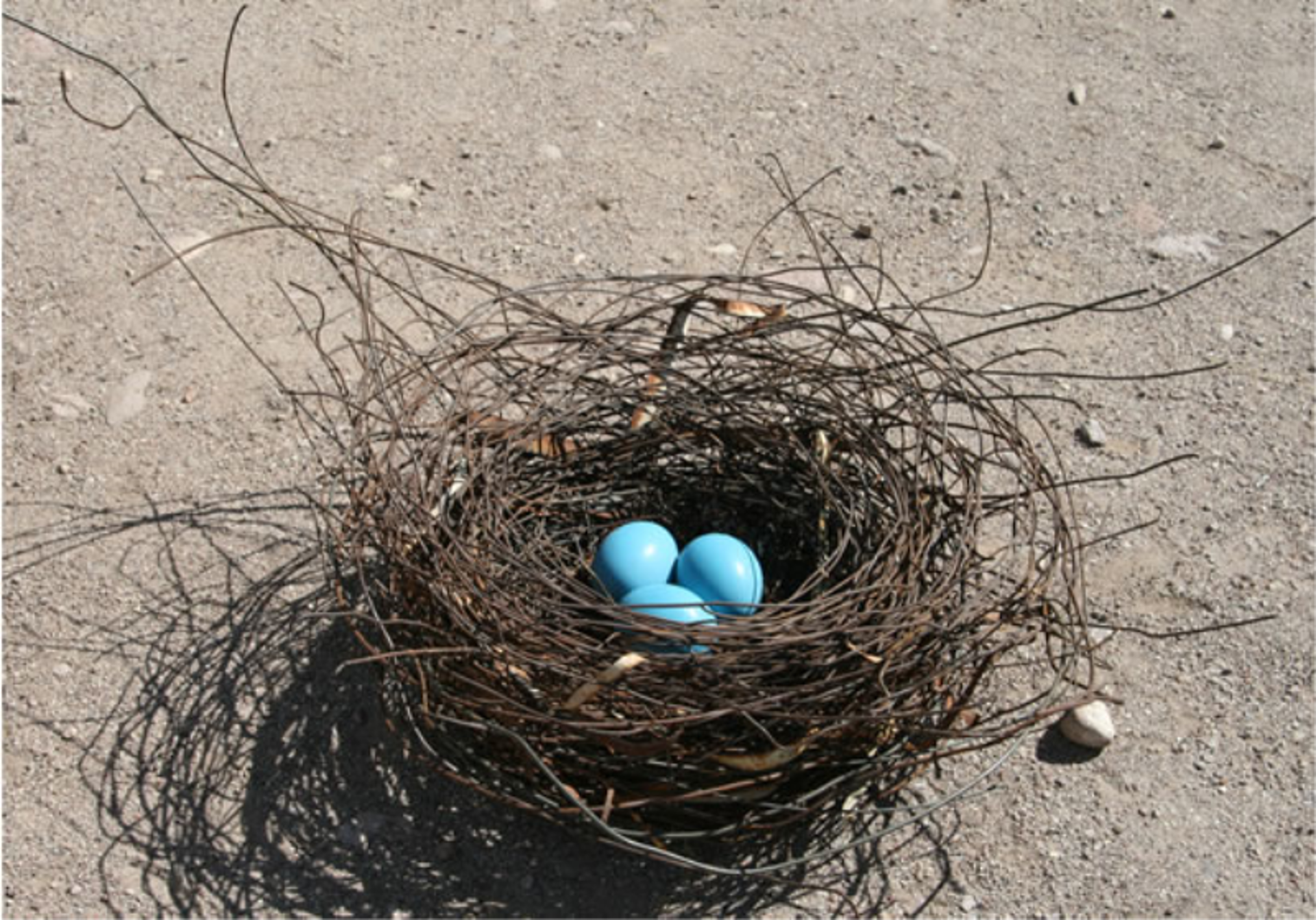 Nest - Large With Turquoise Eggs #1118 by Phil Lichtenhan