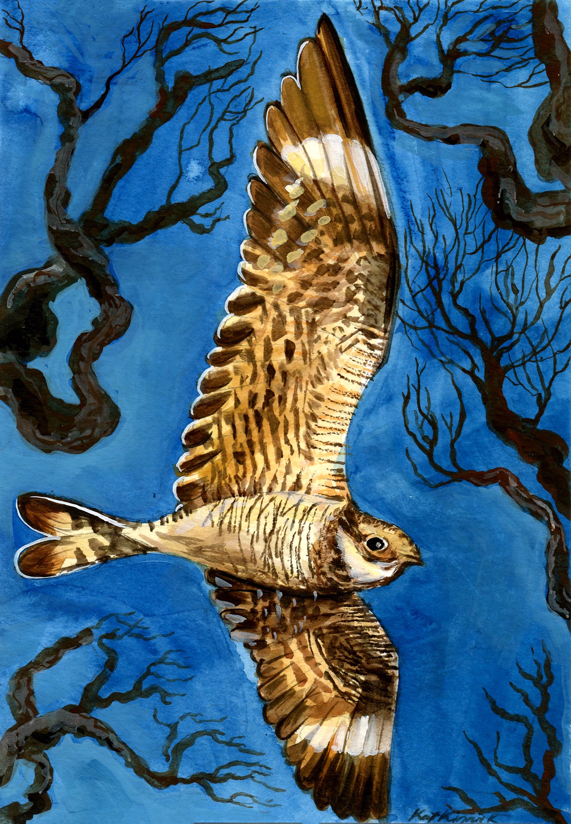 Nighthawk and Cottonwood Branches by Kat Kinnick