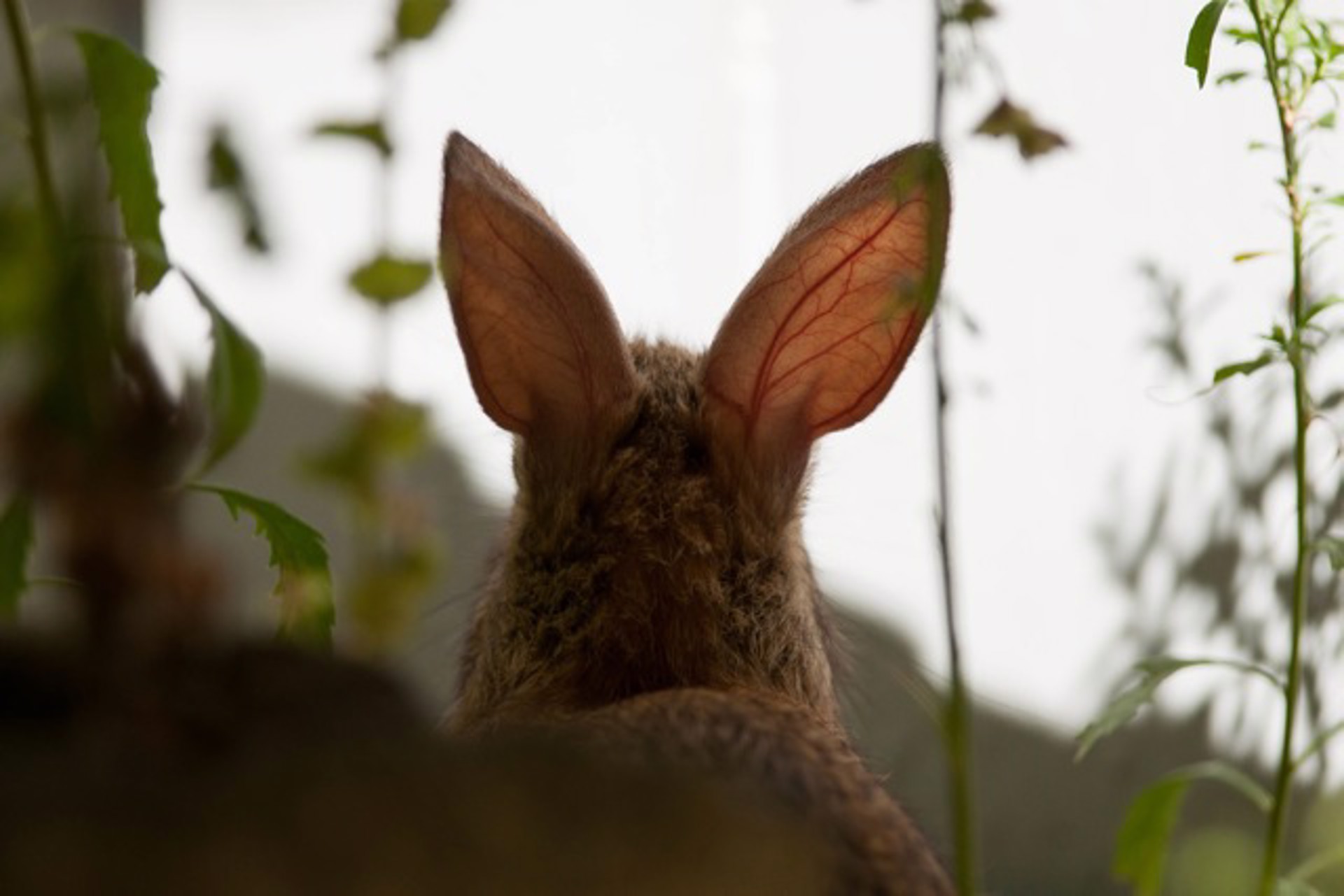 Rabbit Ears by Susumu Kishihara