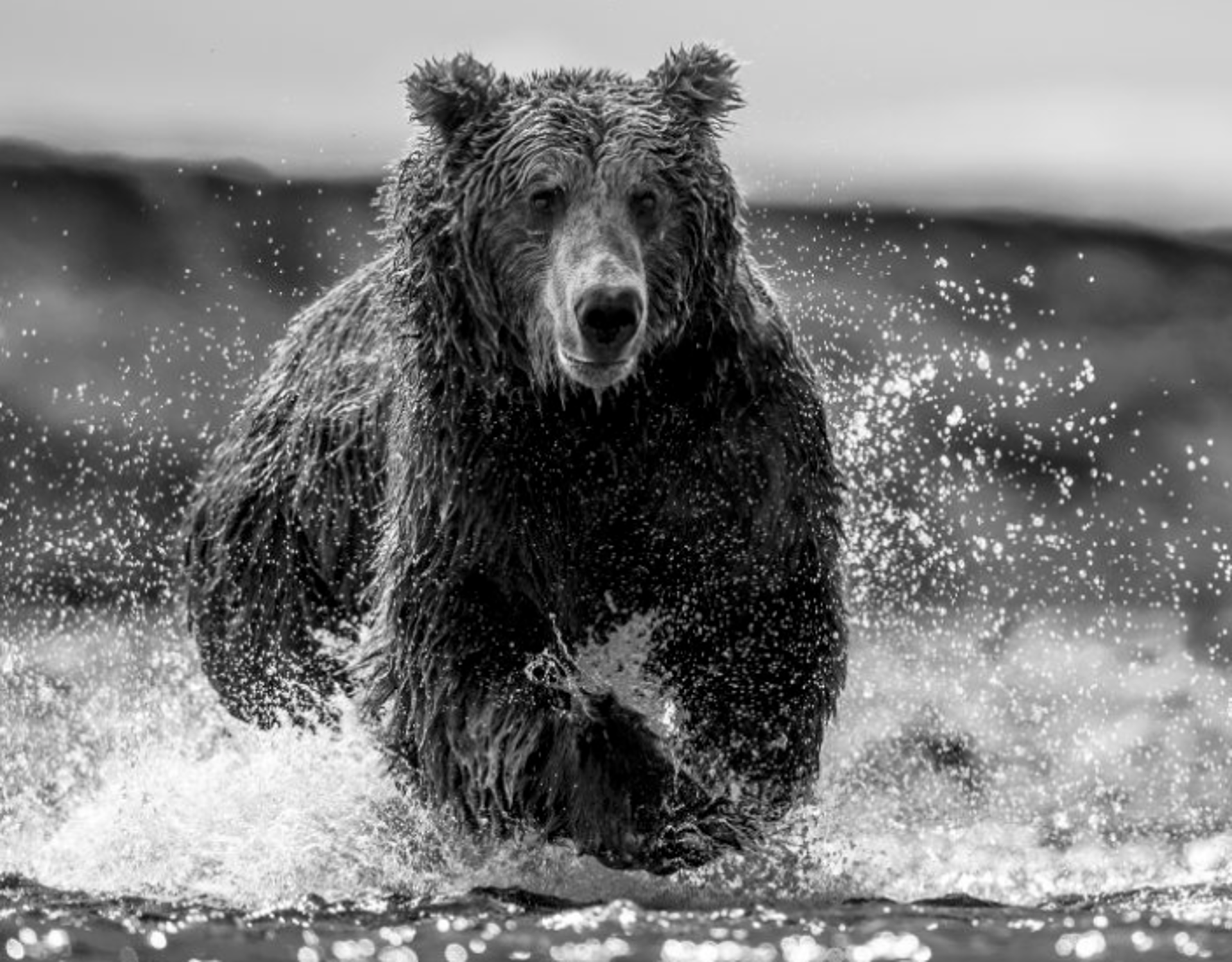 Happy Bear by David Yarrow