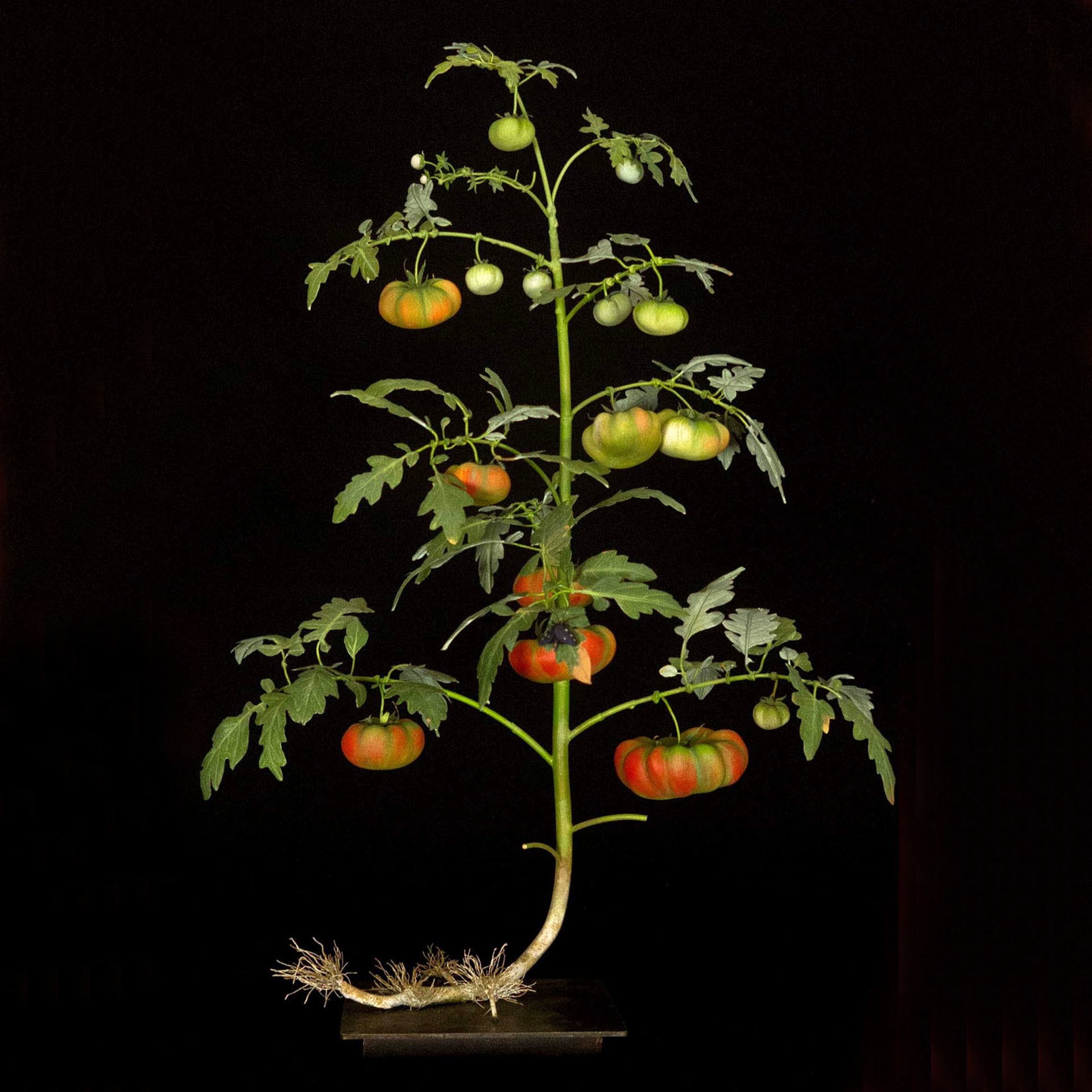 TOMATO PLANT WITH SYNTOMIDE by Carmen Almon