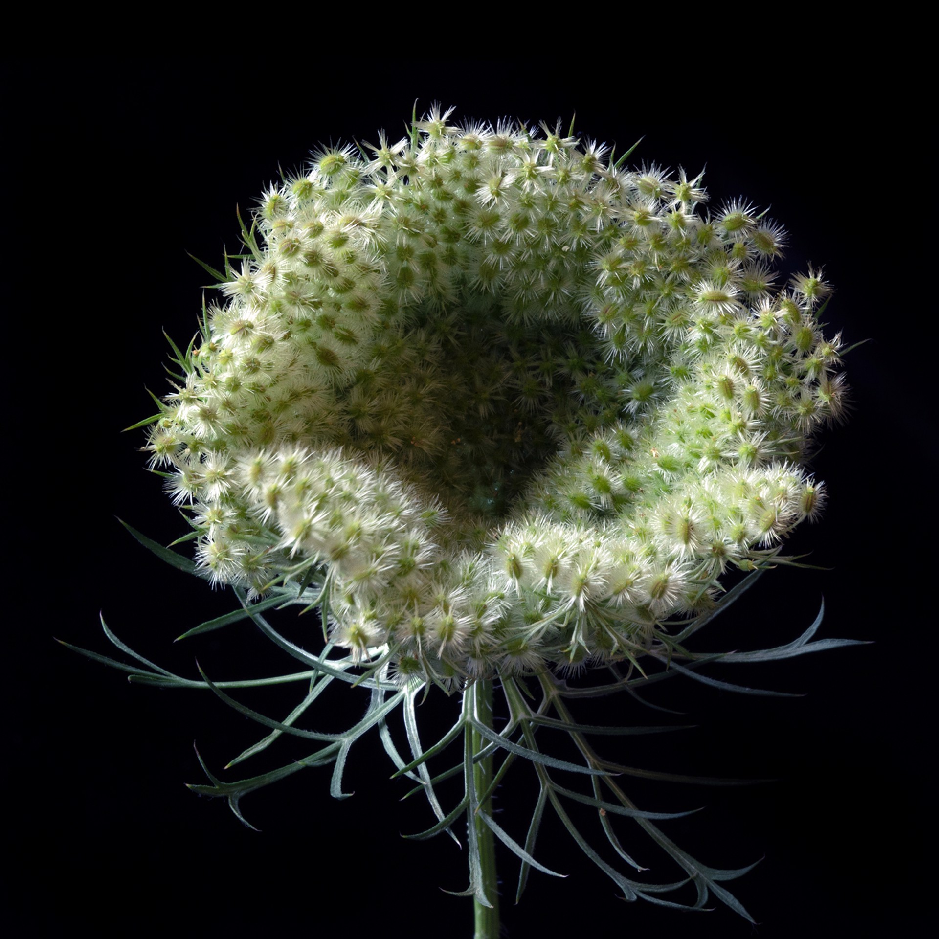 Queen Anne's Lace, 9905 by Molly Wood