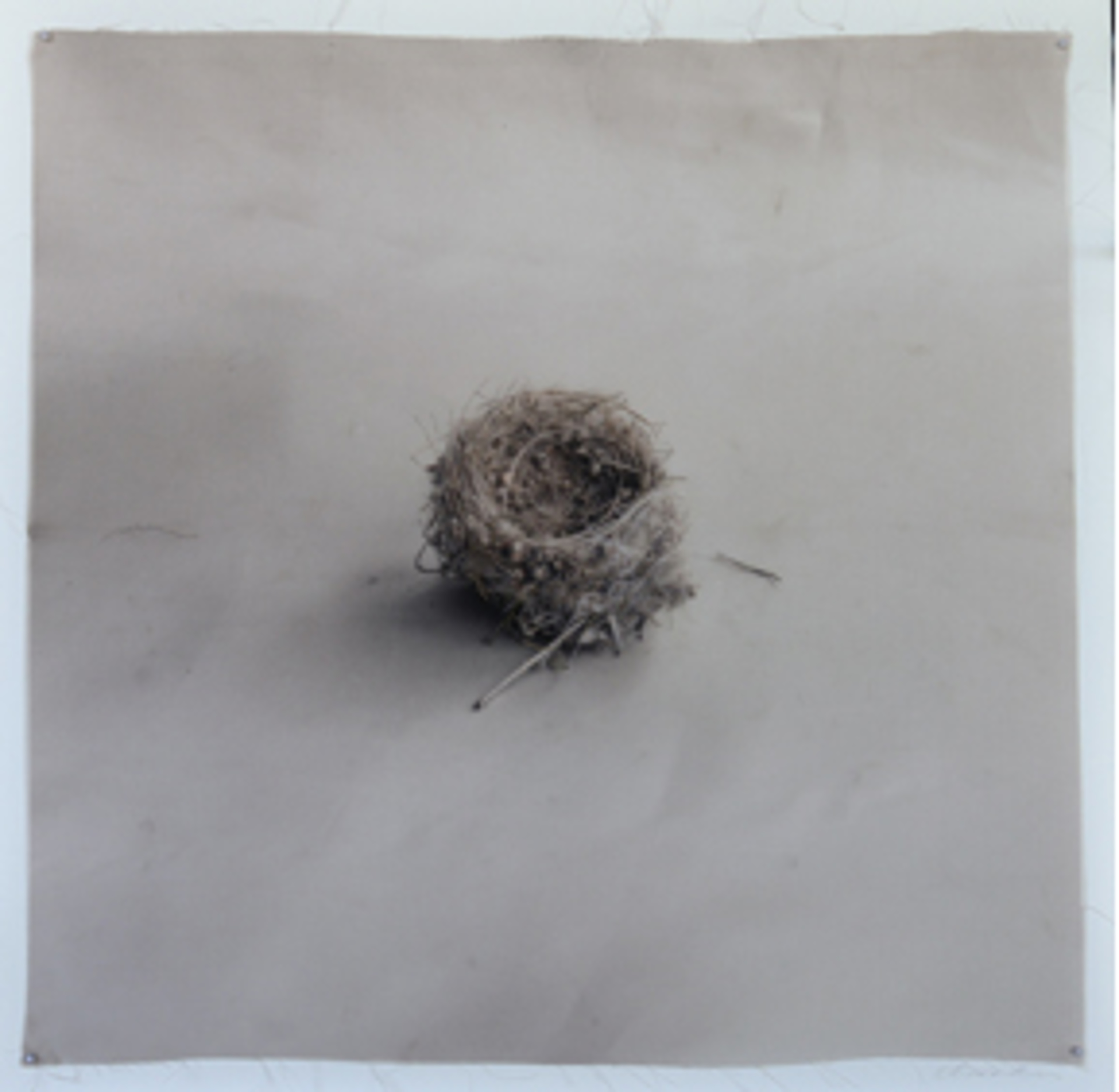 Nest #40 by Kate Breakey
