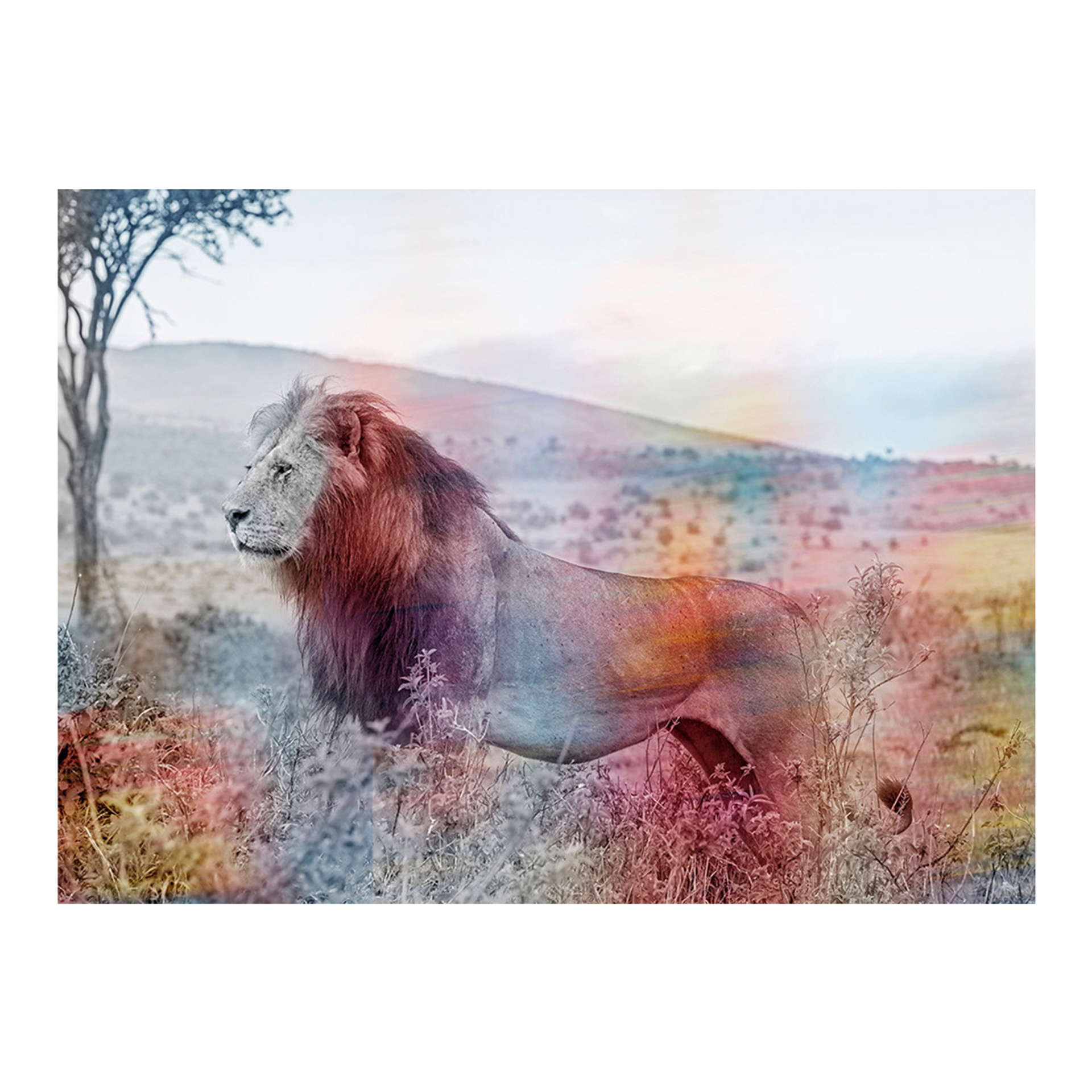 Lion rainbow #1 by Arno Elias